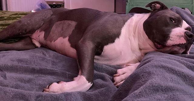 All the swelling and bruising in his right leg is already gone after TPLO a week ago. They heal so fast. .
.
.
.
.
#merchantserviceinnovations #americanpitbullterrier #pitbull #tplorecovery #tplo #acl #aclsurgery #dog #dogs #healing #recovery #resili