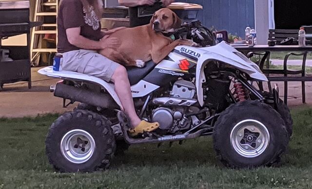 Who's driving that thing?
.
.
.
.
.
#merchantserviceinnovations #quad #suzuki #suzukiquad #quads #fourwheelers #funny #dog #dogs #dogdriving #whosdriving #whosthere