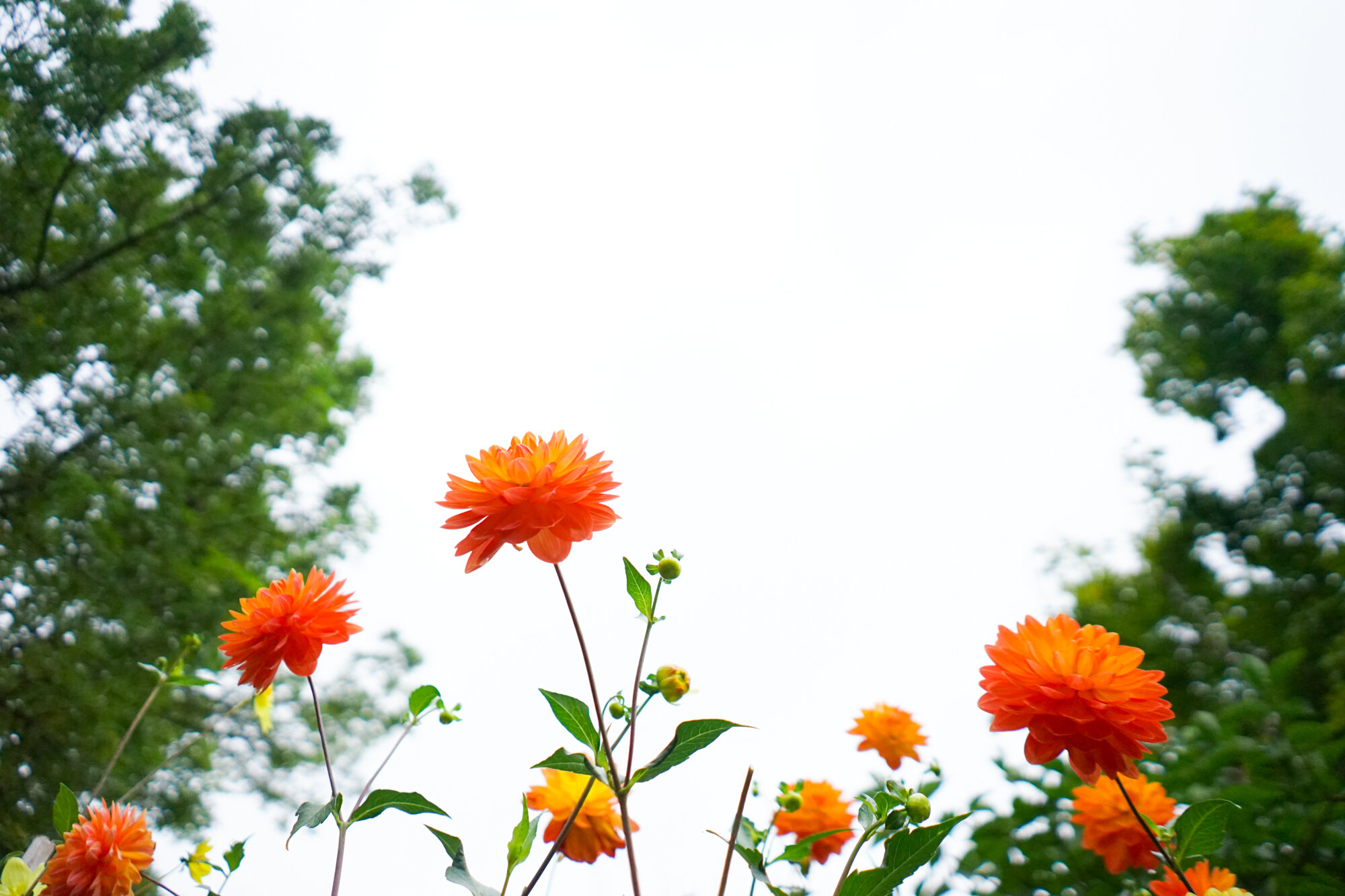 dahlias-1.jpg