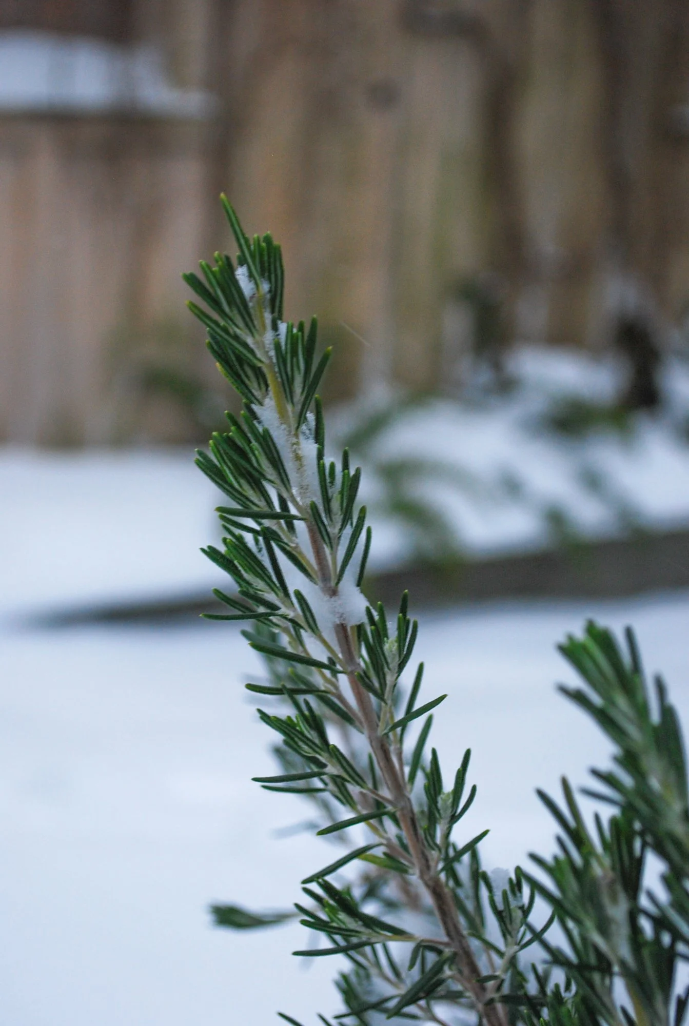 anna-winter-pre-spring-1.jpg