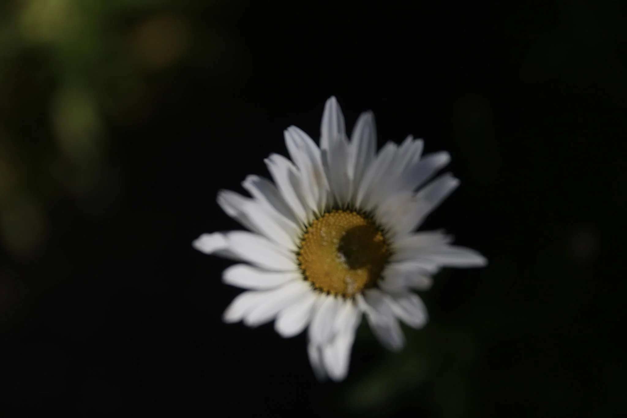 IMG_4397.jpg