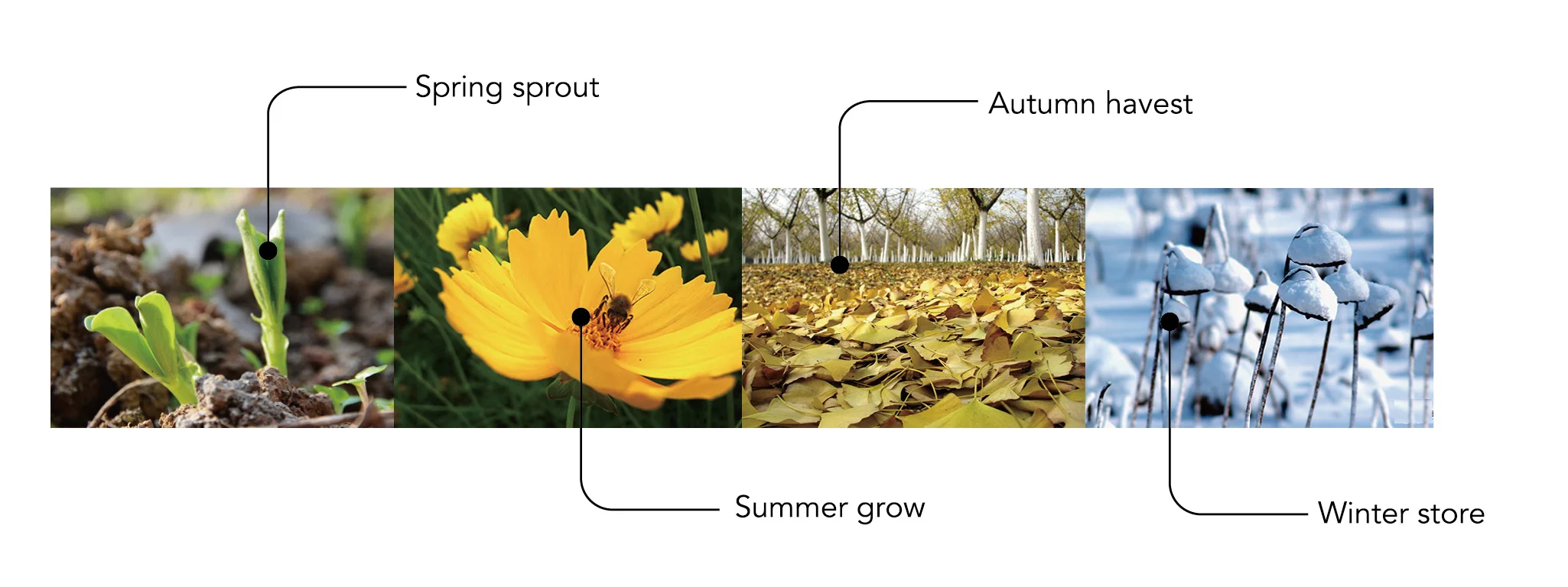 sprout.jpg