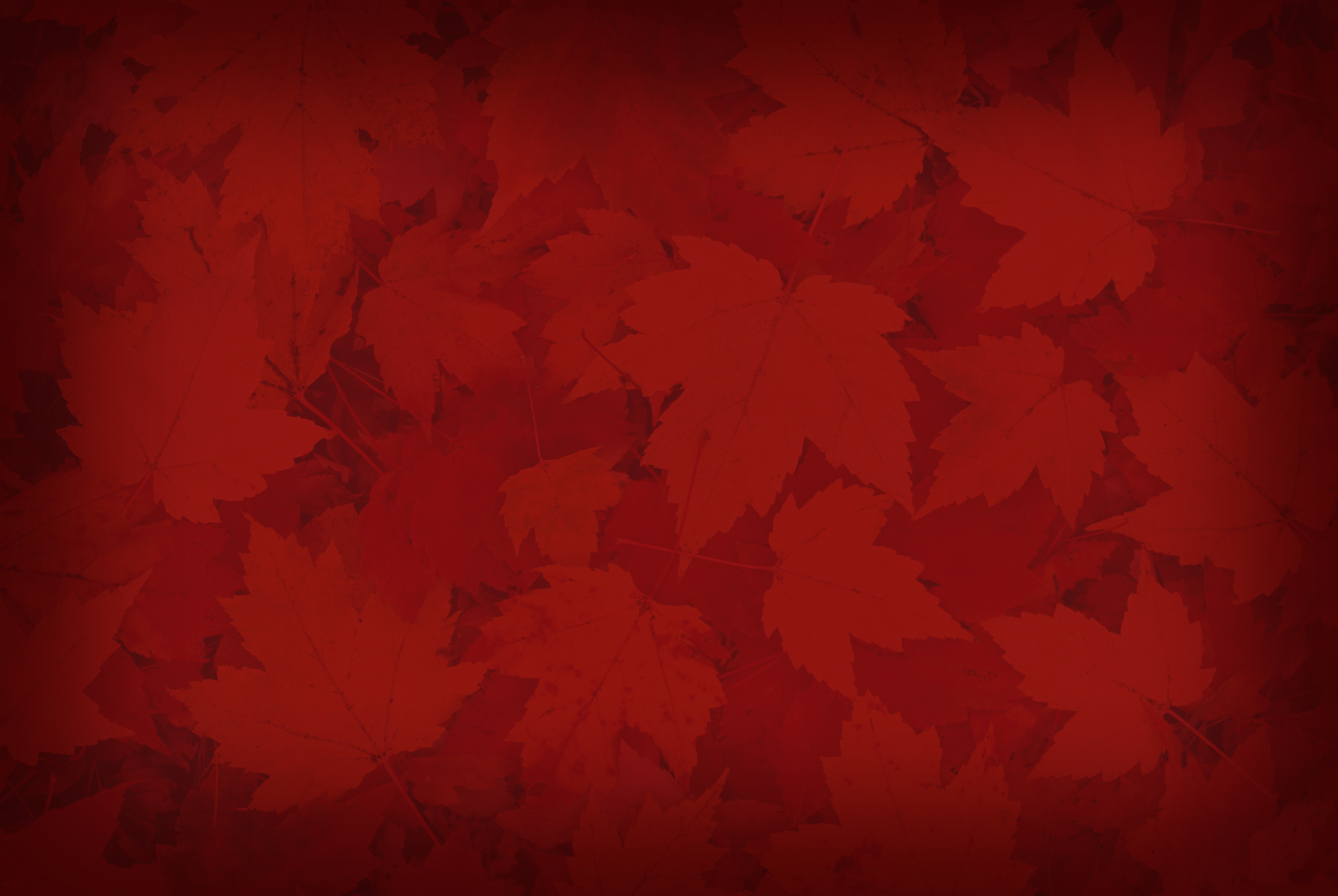 Diagonal-Photo-Banner-RED-LEAVES.jpg