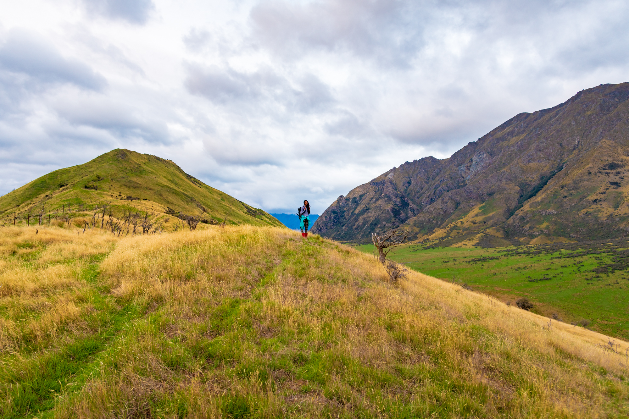 new_zealand_roadtrip.jpg