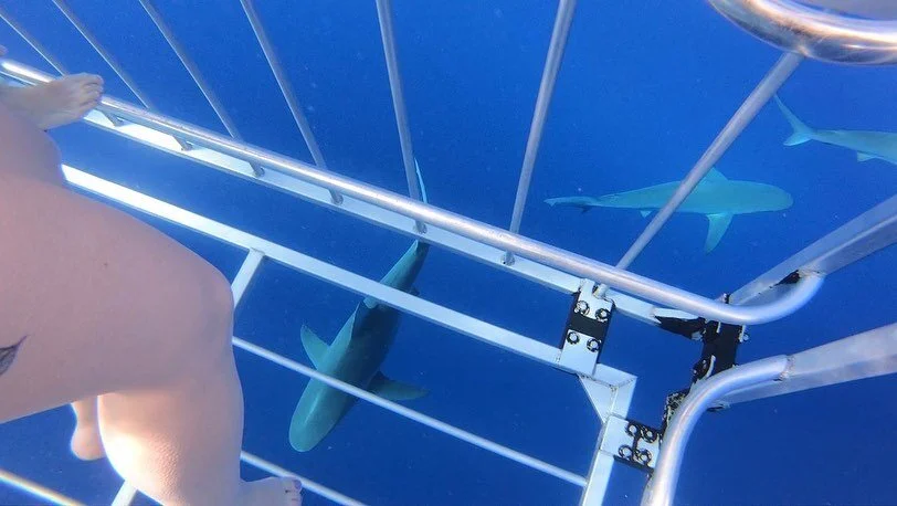 Finally got to see some sharks! 🦈 @sharktourshawaii