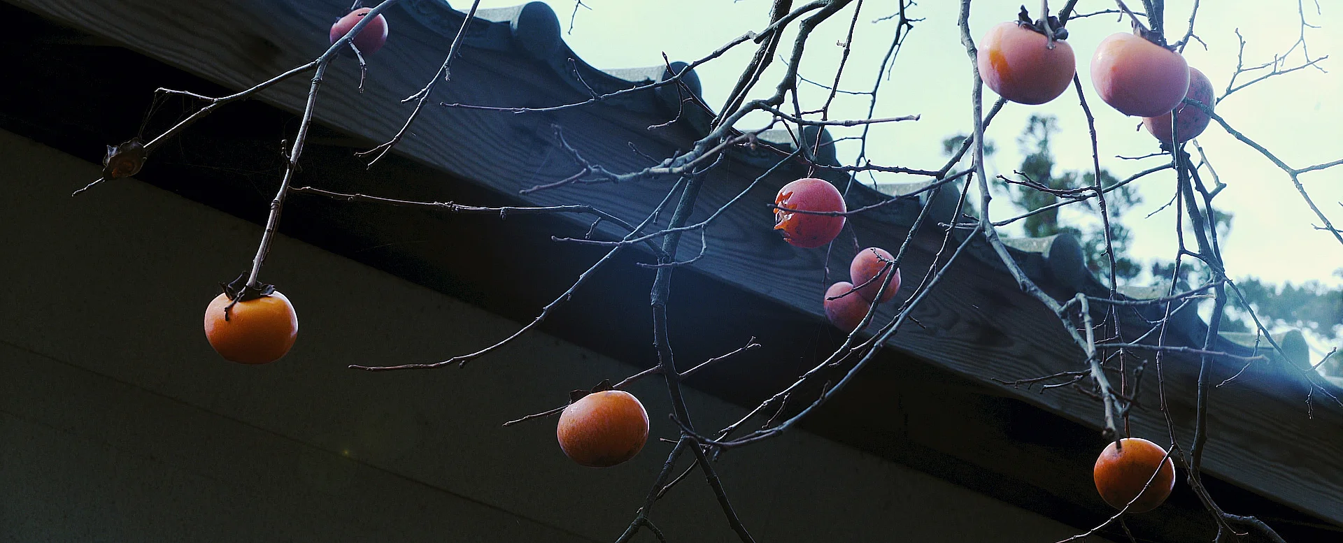 ハモニカ太陽 秋編マスター.00_00_40_13.Still010.jpg