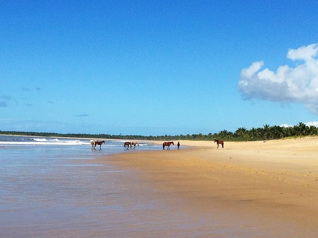 PLAGE-CHEVAUX.jpeg