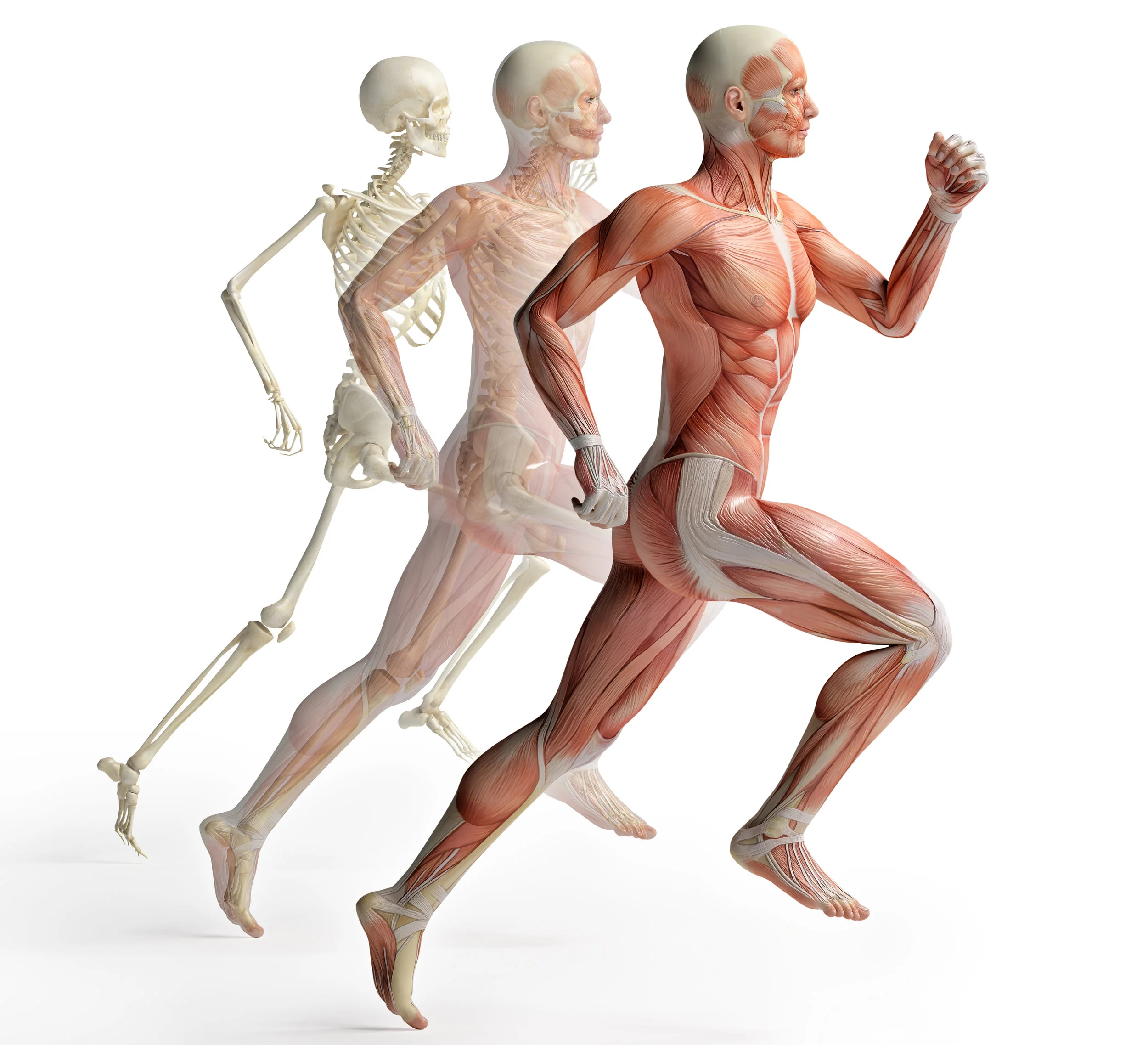 male anatomy runner .jpg