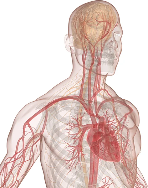 mindset-anatomy-2.jpg