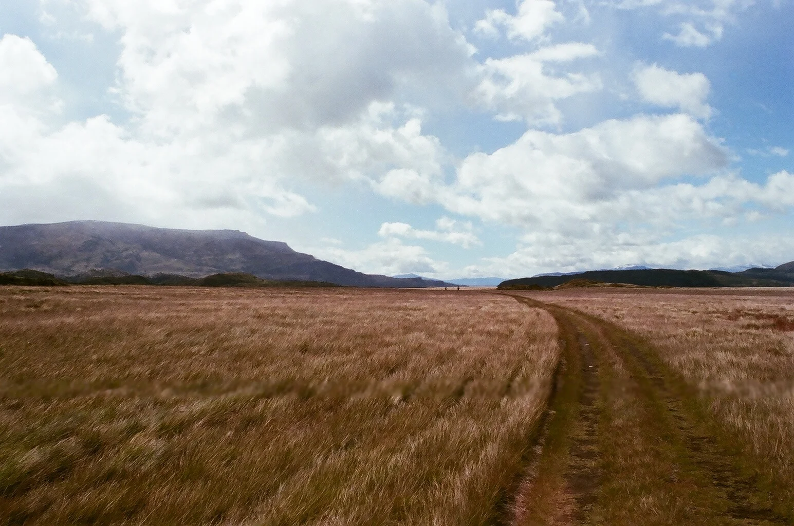 The colourful grasses of the badlands, Patagonia, Chile.