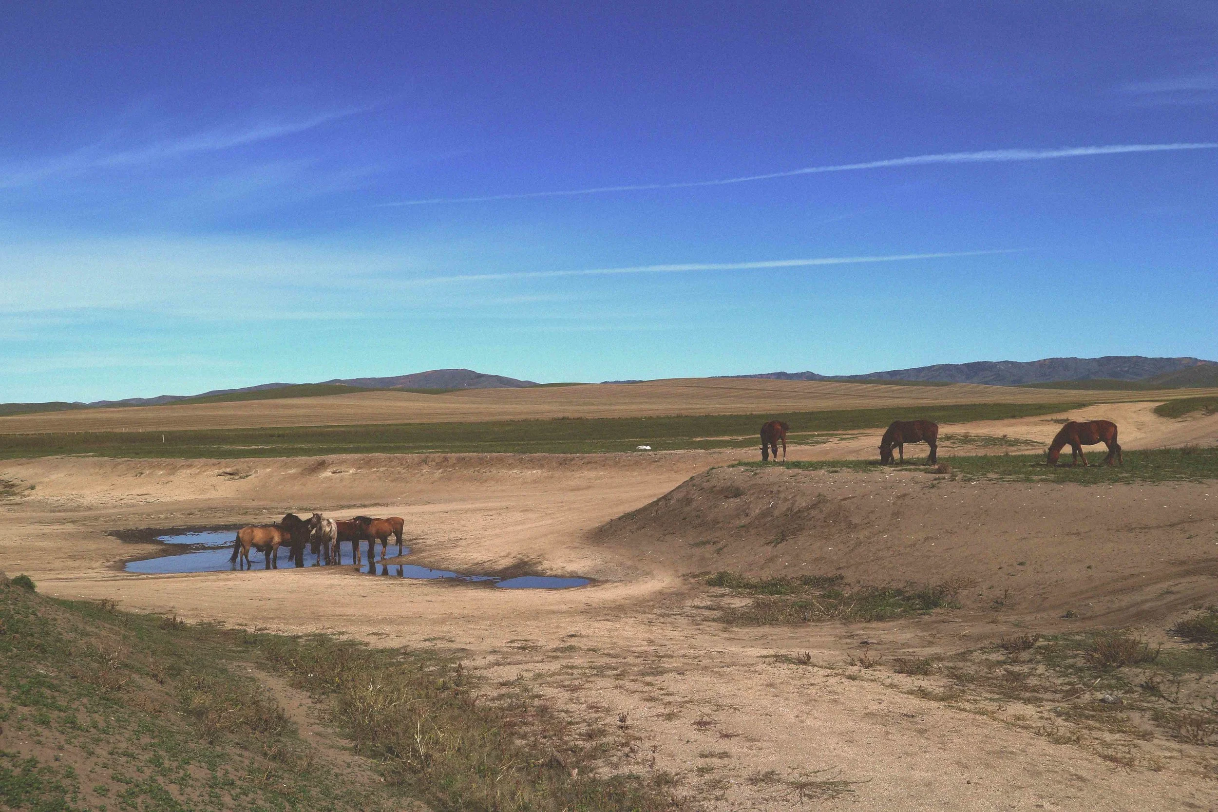 mongolian countryside horses drinking from puddle in mongolia