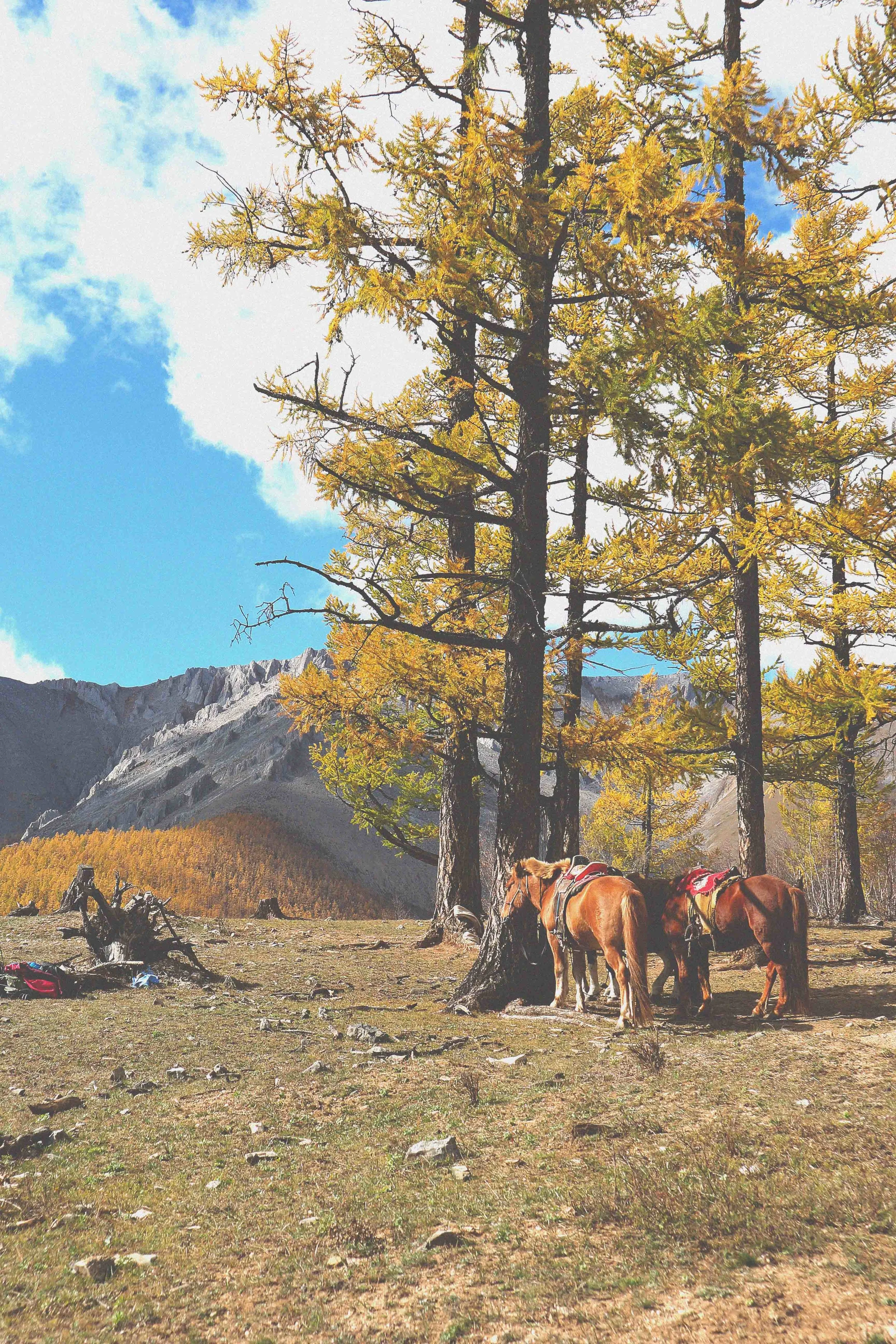 horses grazing in naiman nuur 8 lakes area of mongolia on a horse trek riding trekking adventure tour in the mongolian landscape