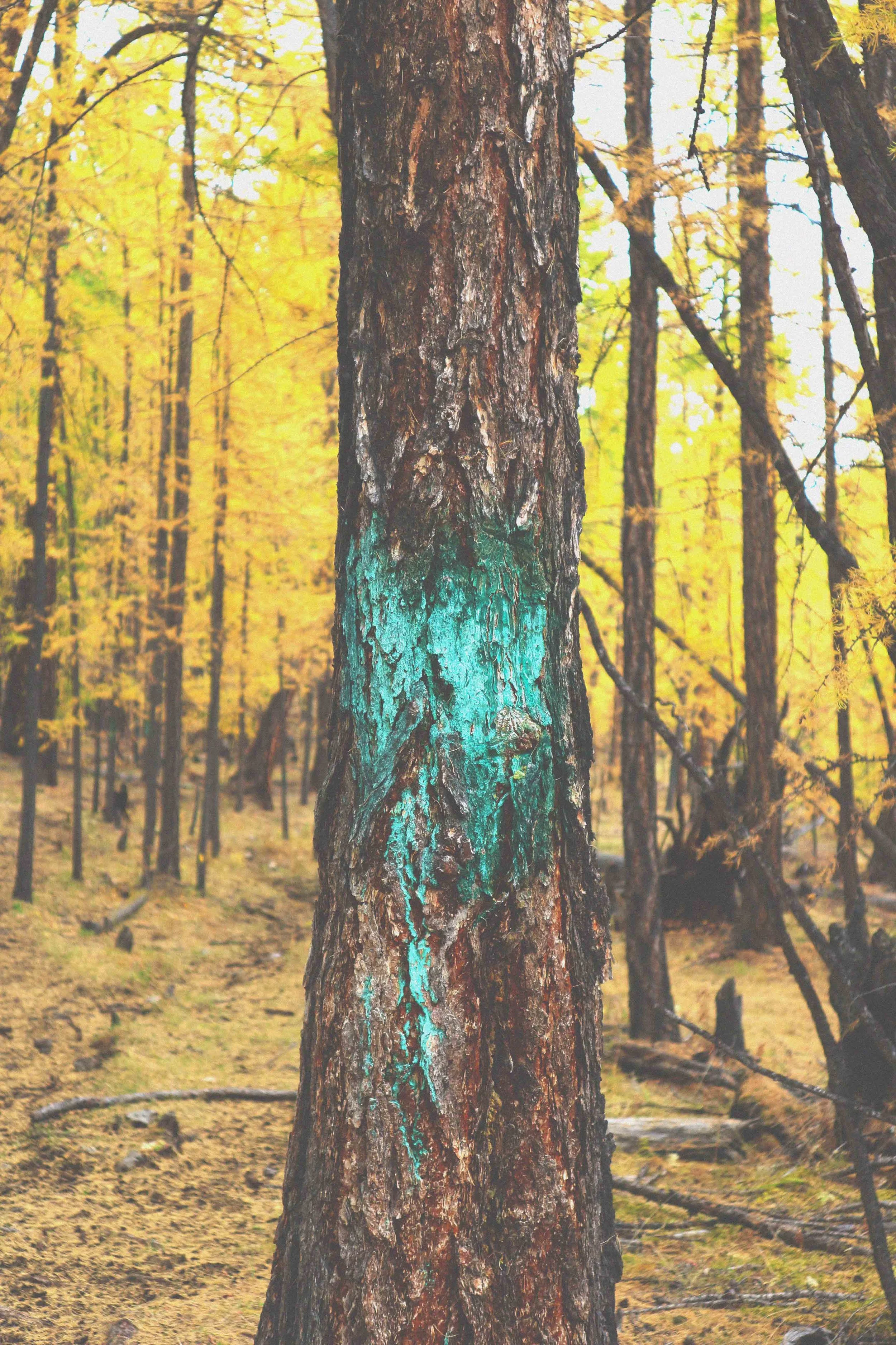 walking route trekking tree marking horse riding turquoise paint follow the mark in mongolia
