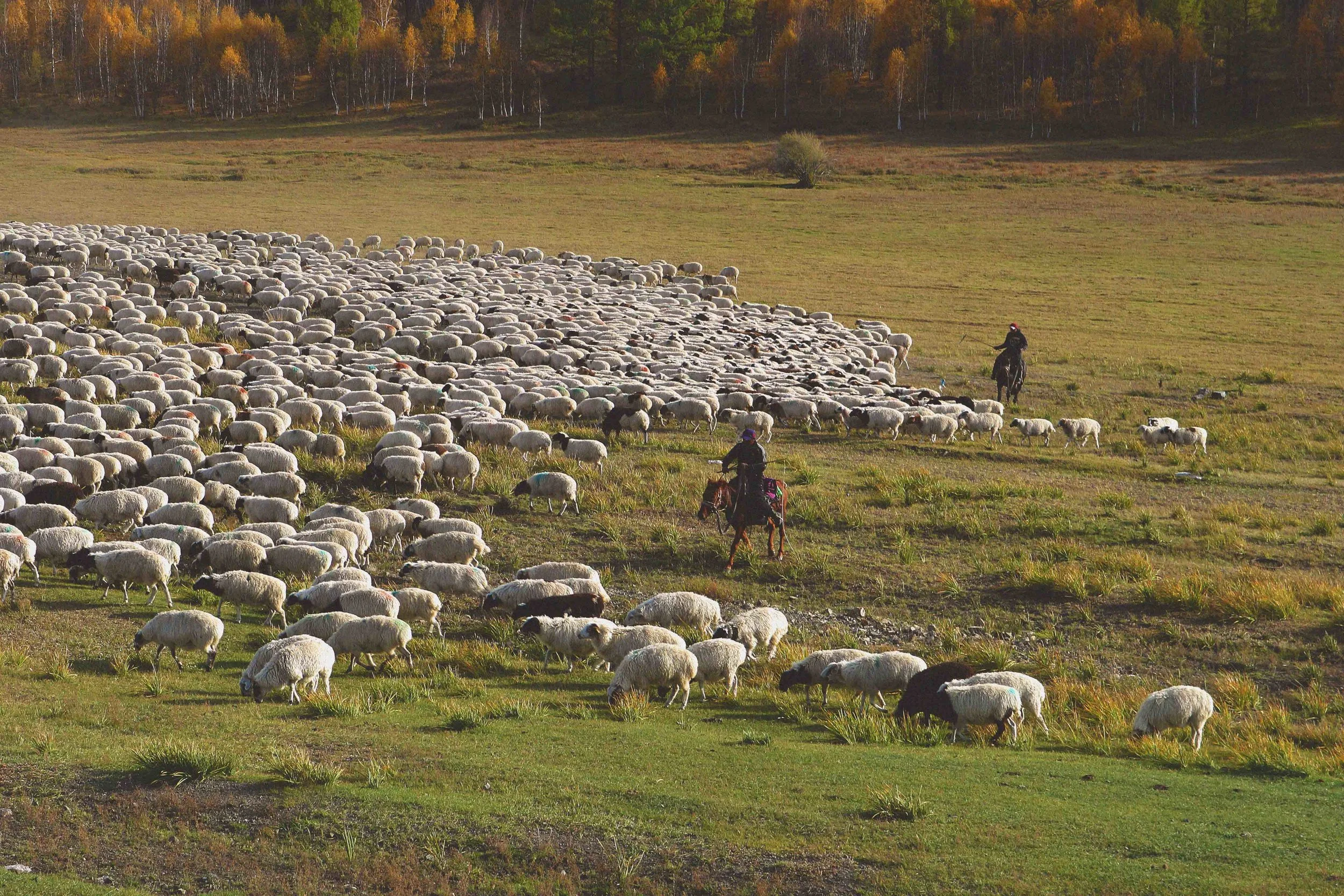 nomad nomadic mongolian man rounding up sheep and livestock on horseback in mongolia