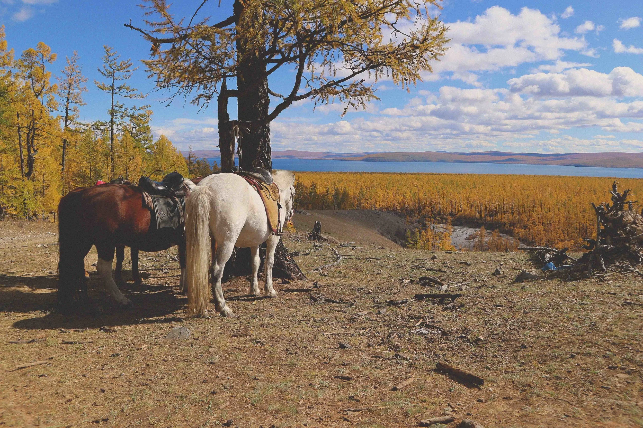 horse trekking riding by lake khovsgul in mongolia on a mongolian adventure tour
