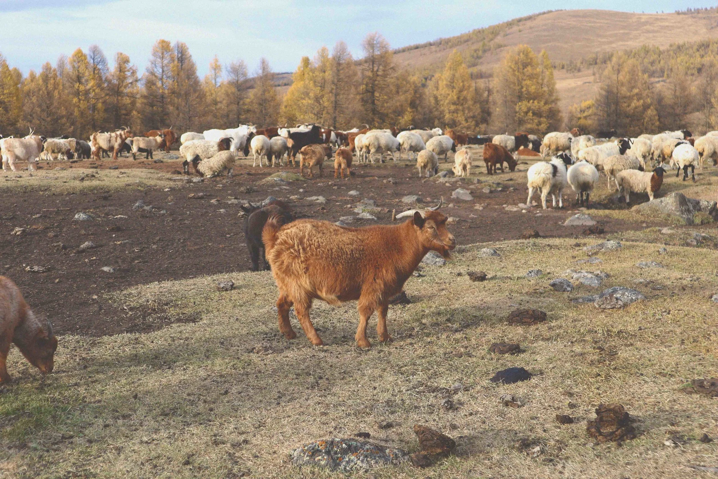 mongolian goat with livestock in the countryside