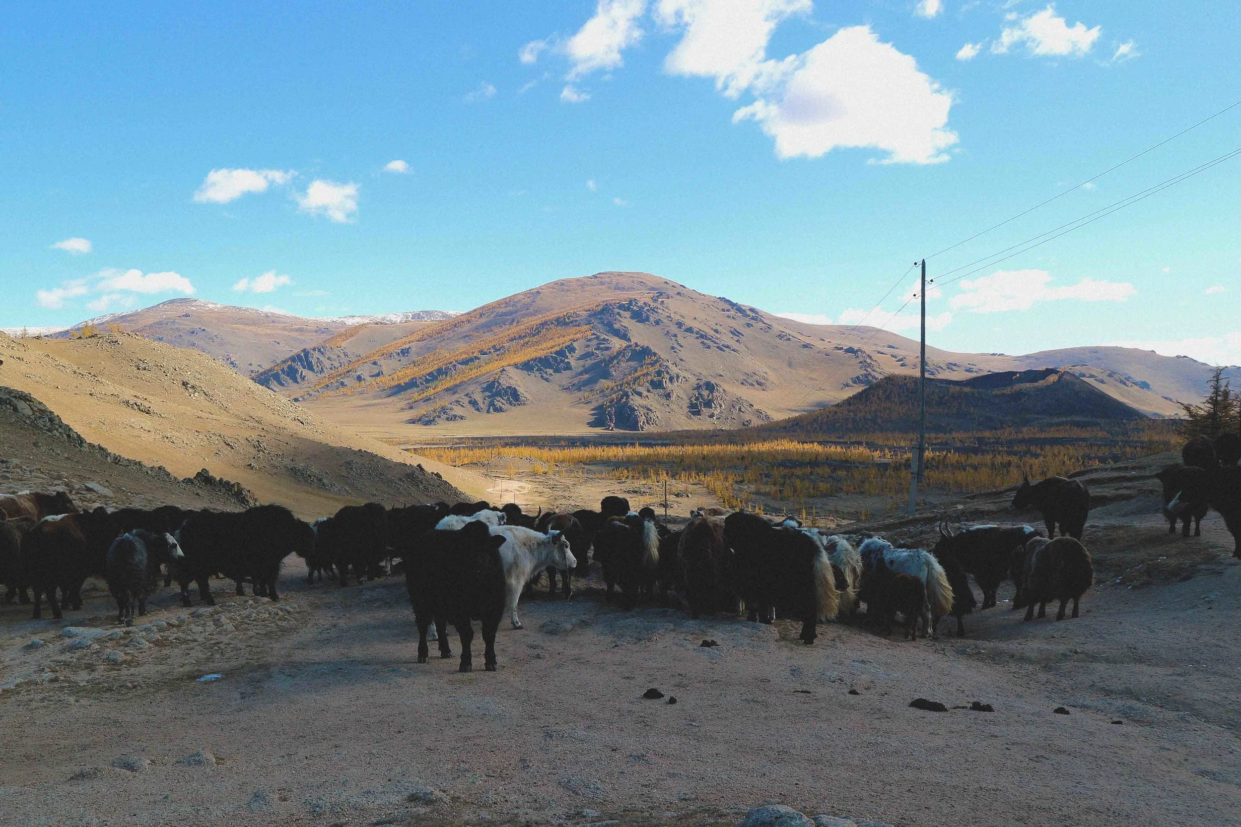 livestock of cows grazing in the mongolian countryside by lake khovsgul in mongolia mountains 