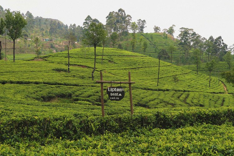 Lipton's tea plantation near Hapatule