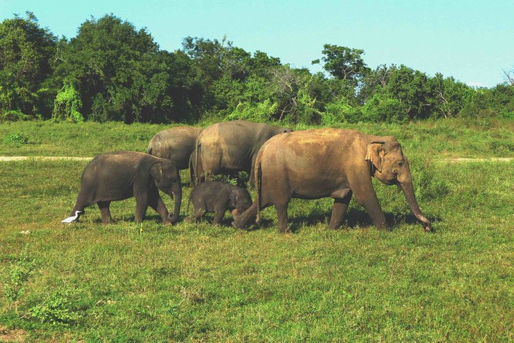 Kaudulla National Park on an elephant safari!