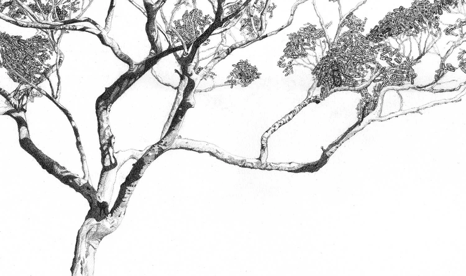 eucalyptus-tree-illustration.jpg