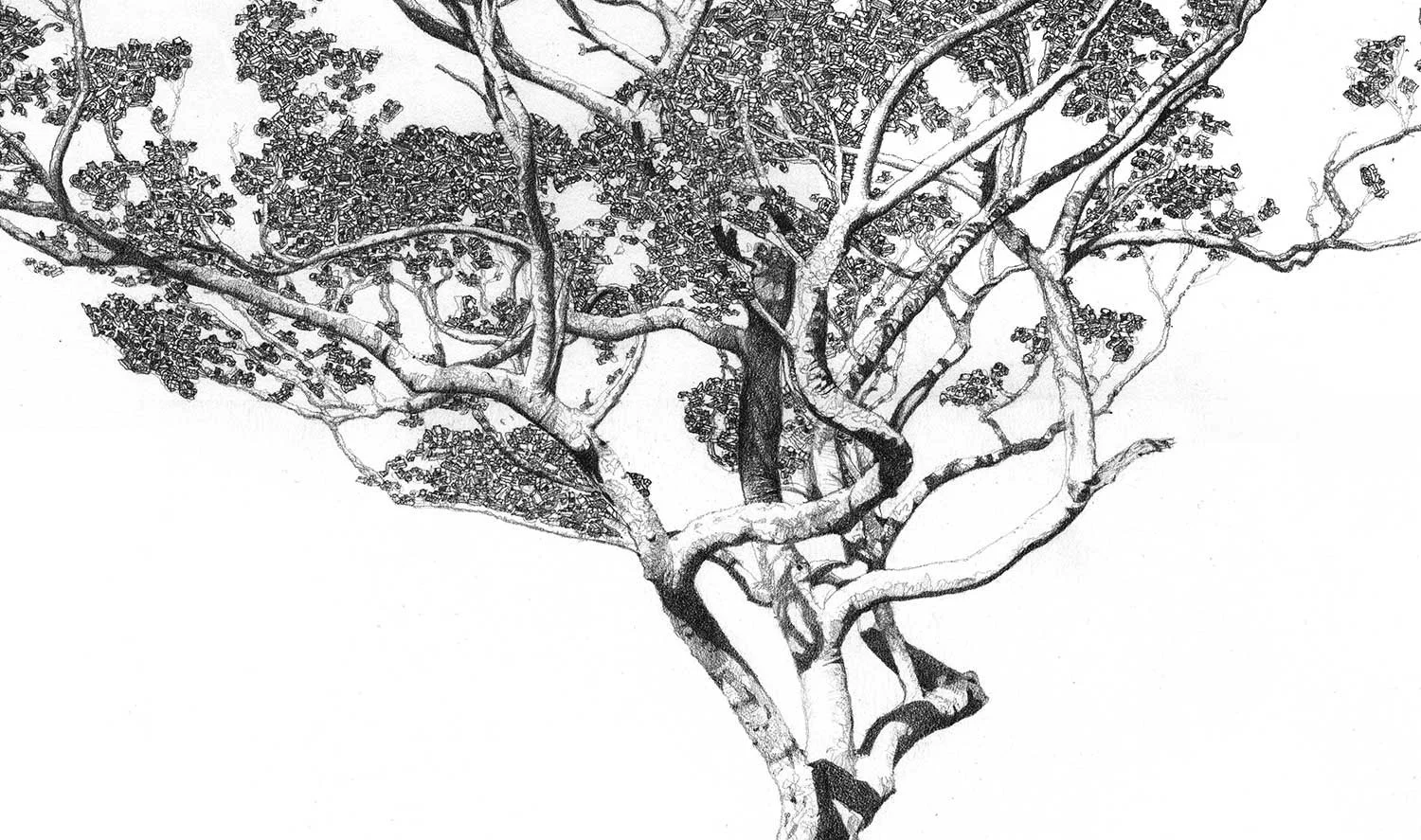 tree-drawing.jpg