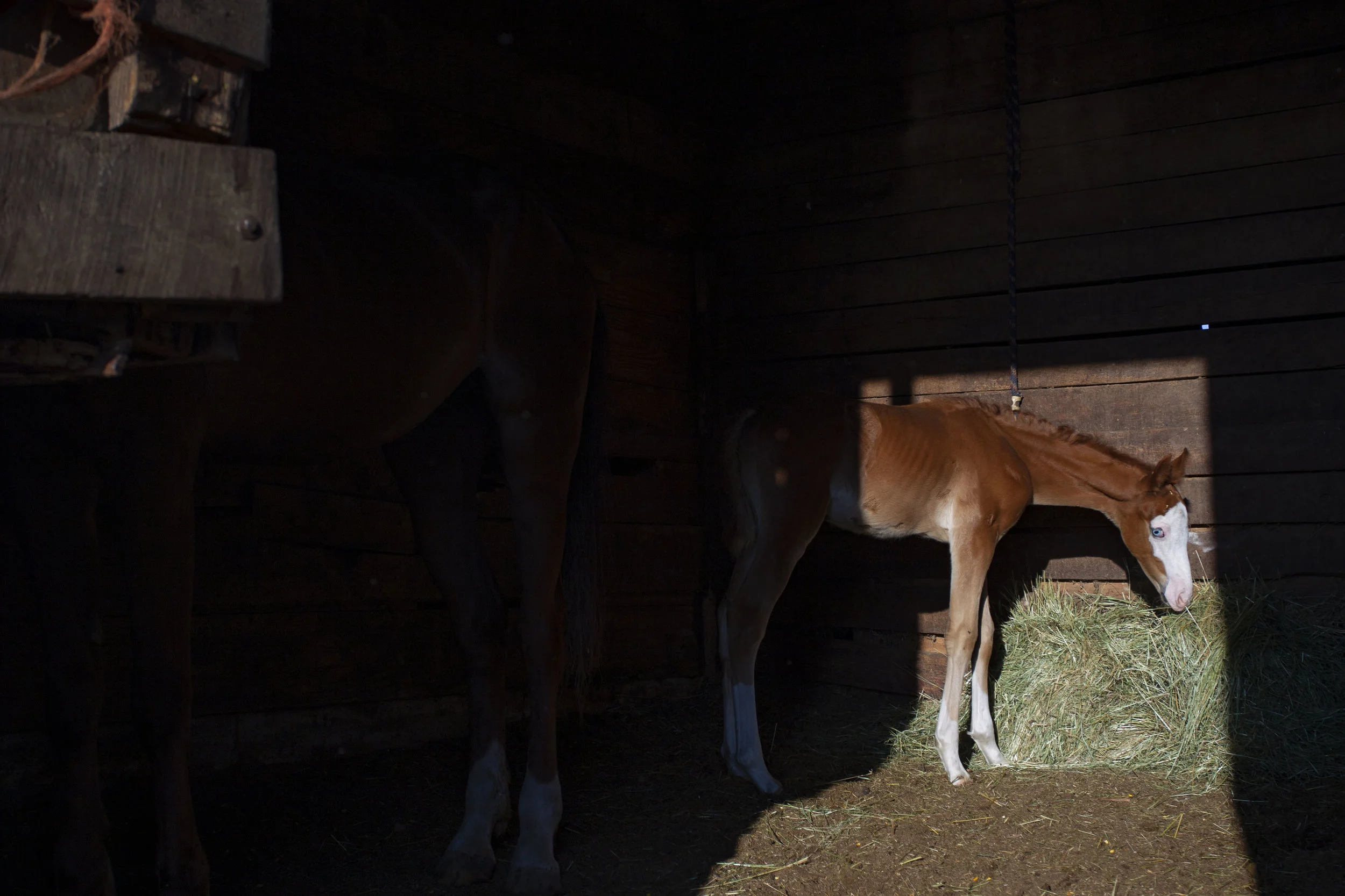  A growing colt eagerly eats the hay Jim has thrown in, on June 20, 2019. Just one colt was born this breeding season, in April, but not due to lack of effort. Jim had the mare artificially inseminated three times before it took. 