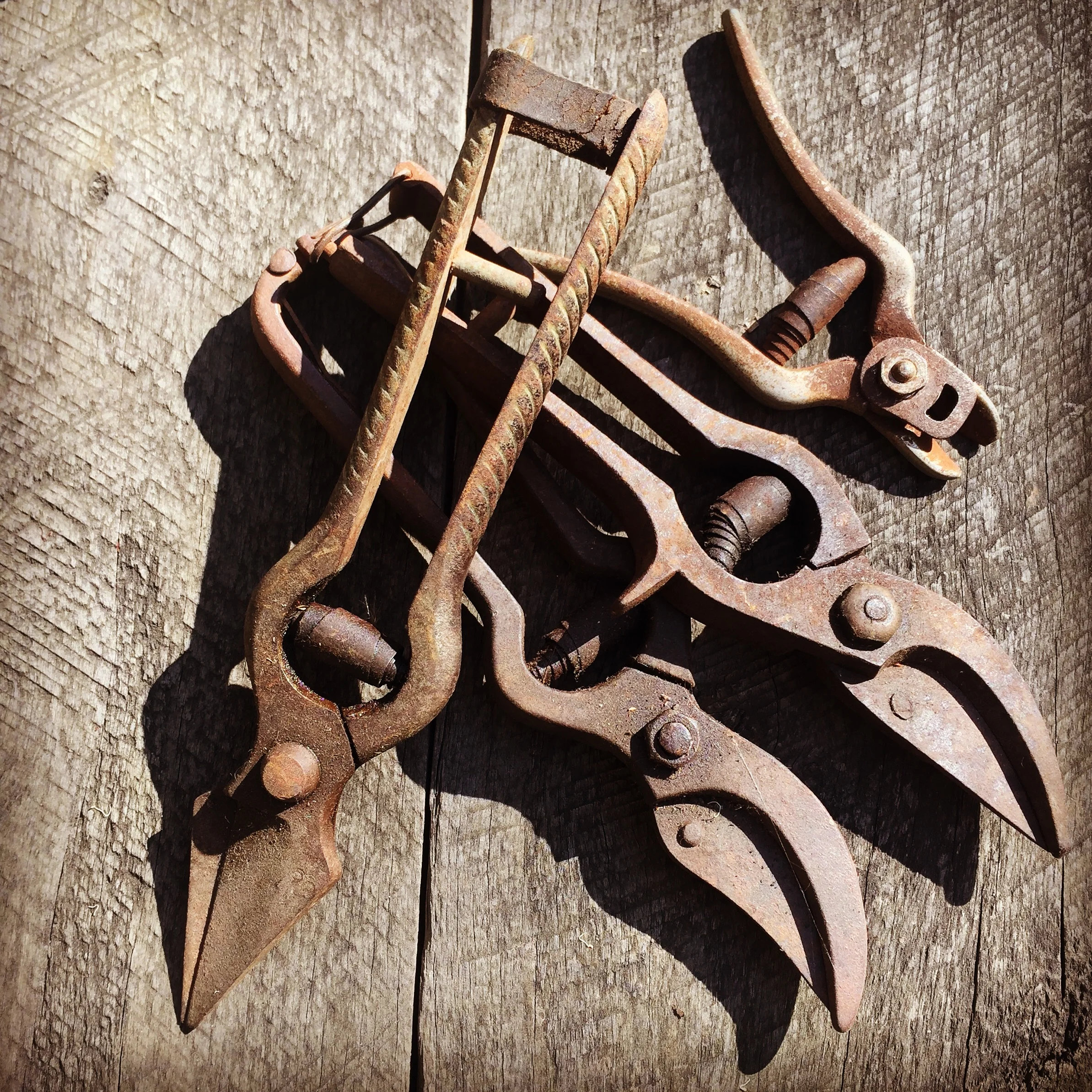 My collection of secateurs and snips that my father, grandfather and great grandfather have used as orchardists 