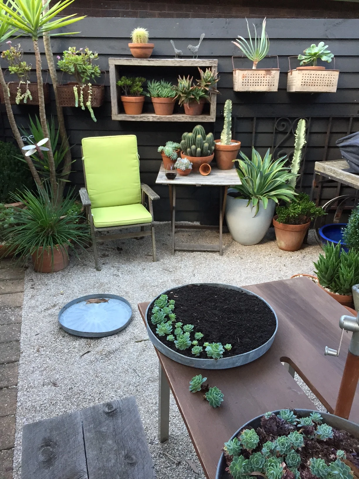 Beginning to place each succulent into the lid