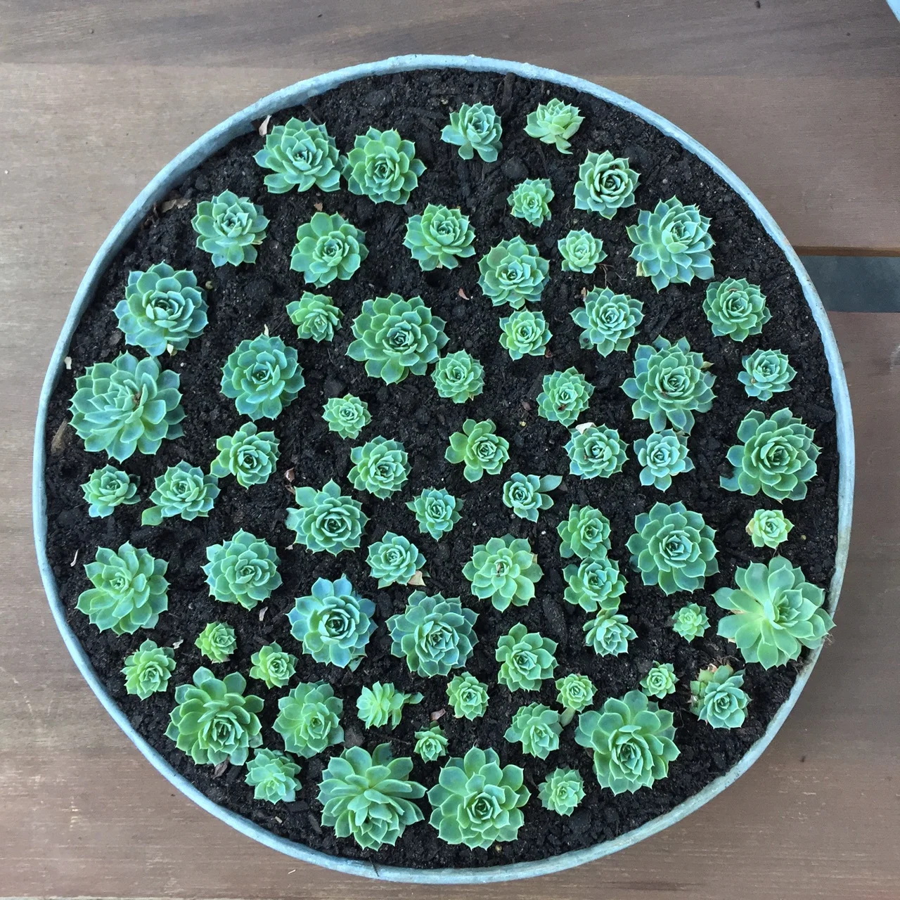 The finished product. It just needs to settle in and grow now!