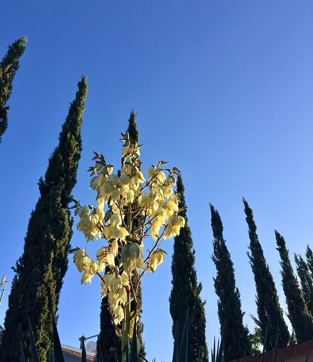 Morning views of #yuccagloriosa and #cupressussempervirensglauca at #royaltalbotrehabilitationcentre
#blueskies #lookingup