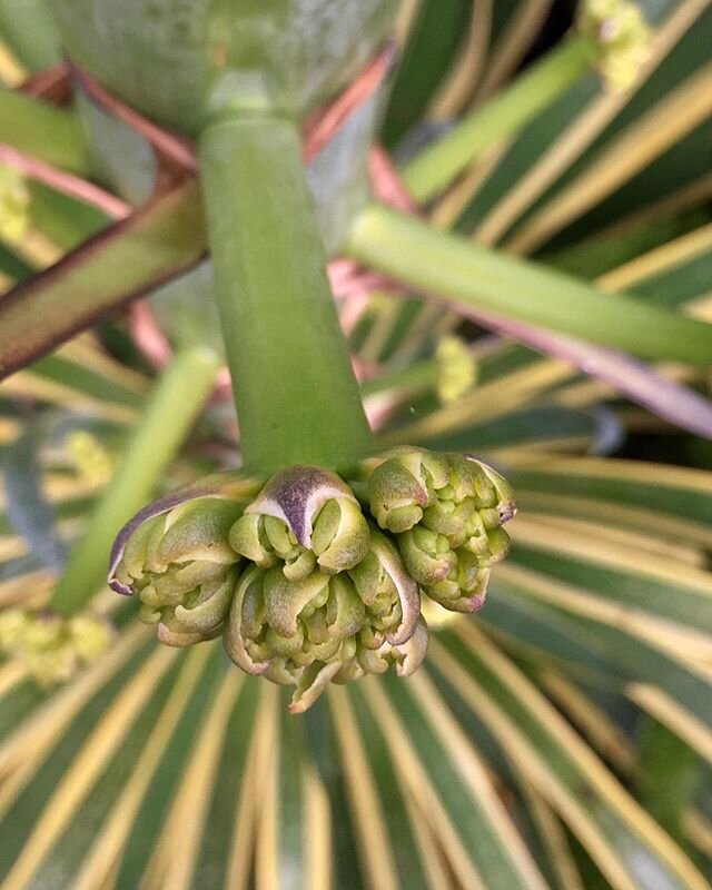 As #AlantheAgave reaches 2060mm this week, today I&rsquo;m absorbed by the flower bud details and I stand pondering on the bud&rsquo;s intricacies and all that still lies within it that is to come. Amazing.
🌿
#GoAlanGo #onwardsandupwardsandoutwards 