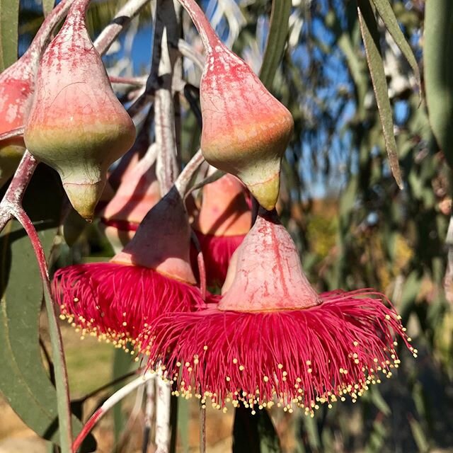 The delightful #eucalyptuscaesia flower - nature&rsquo;s tutu dress!!
#inthegardenatworktoday #eucalyptus #flower