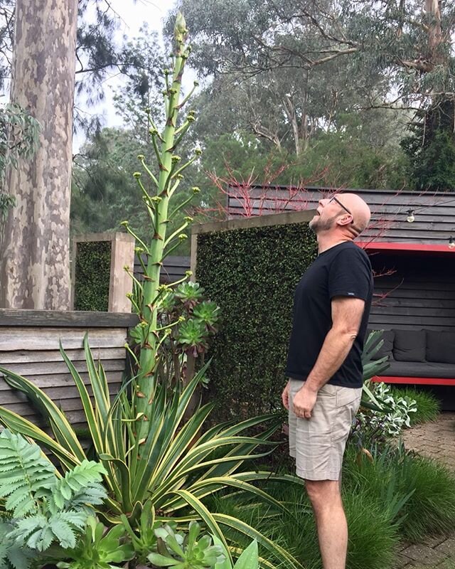 Alan&rsquo;s growing up so fast, thought best to get a family photo together for the family album!
🌿
#AlantheAgave flower stem is now 2400mm.
🌿
#familyphoto #theygrowupsofast #GoAlanGo #onwardsandupwardsandoutwards #gardenatNo5 #AgavedesmettianaElM