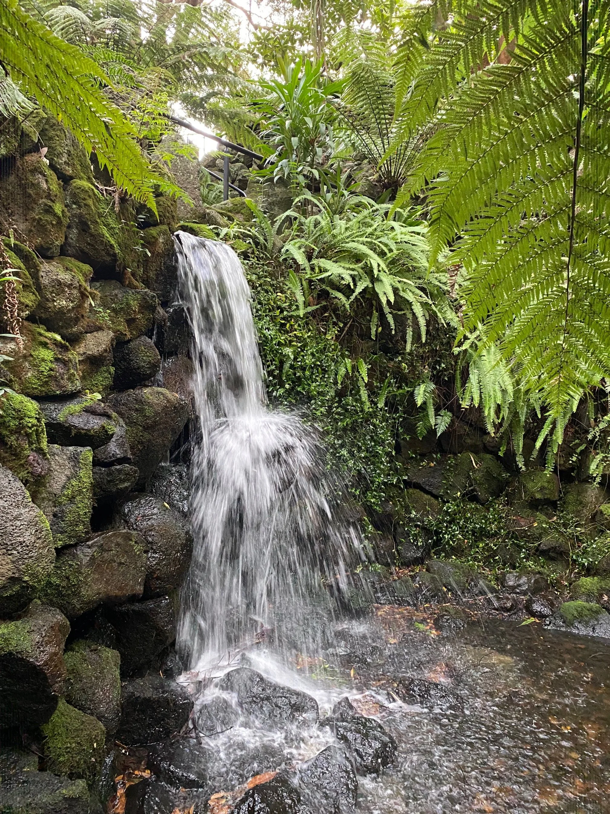 Kings Domain Fern Gully, Melbourne