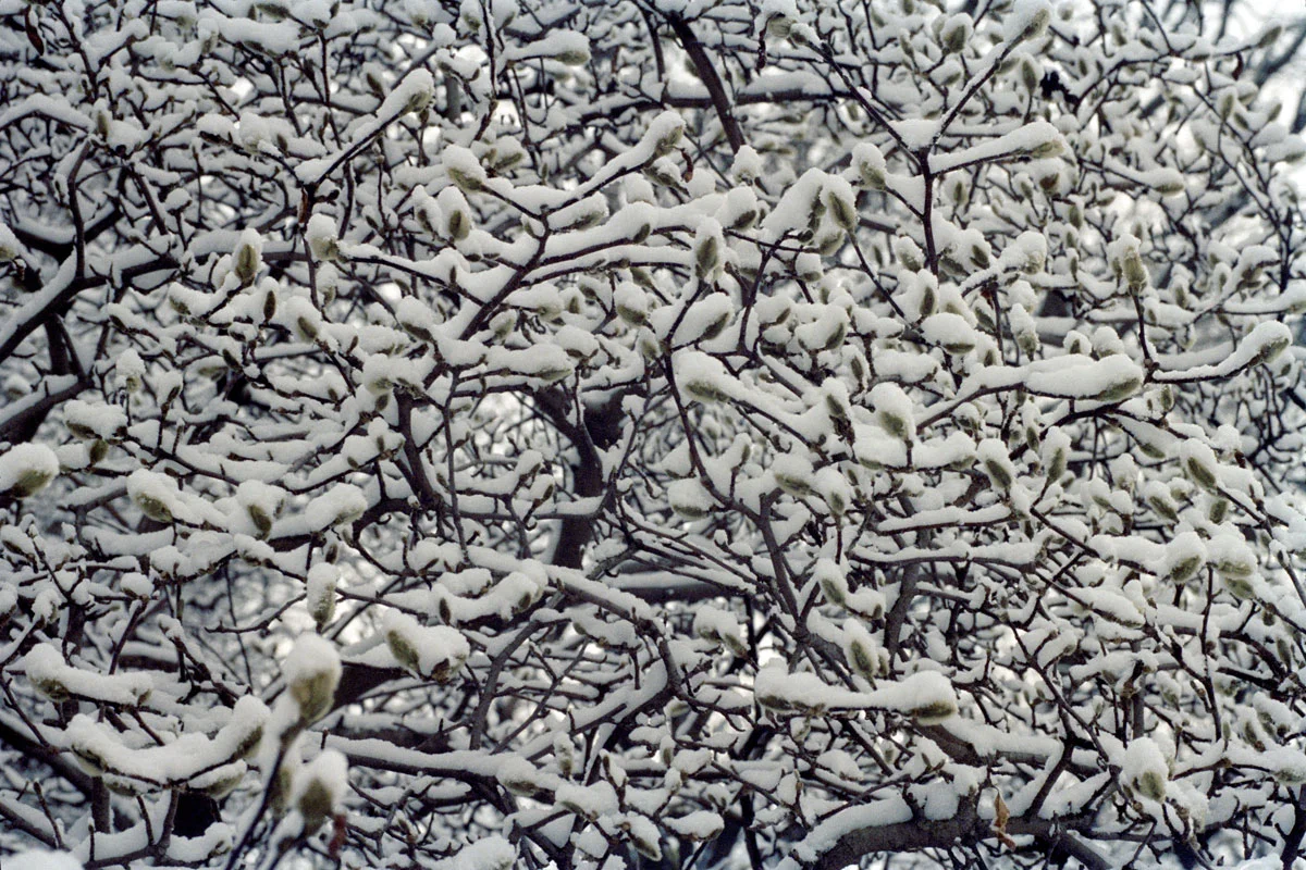 magnolia_1.jpg
