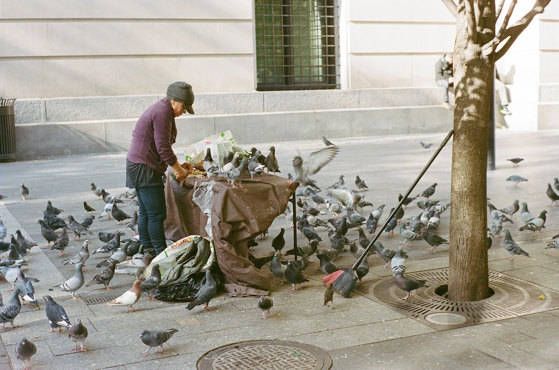 Feeding-the-Pigeons-2024.jpg