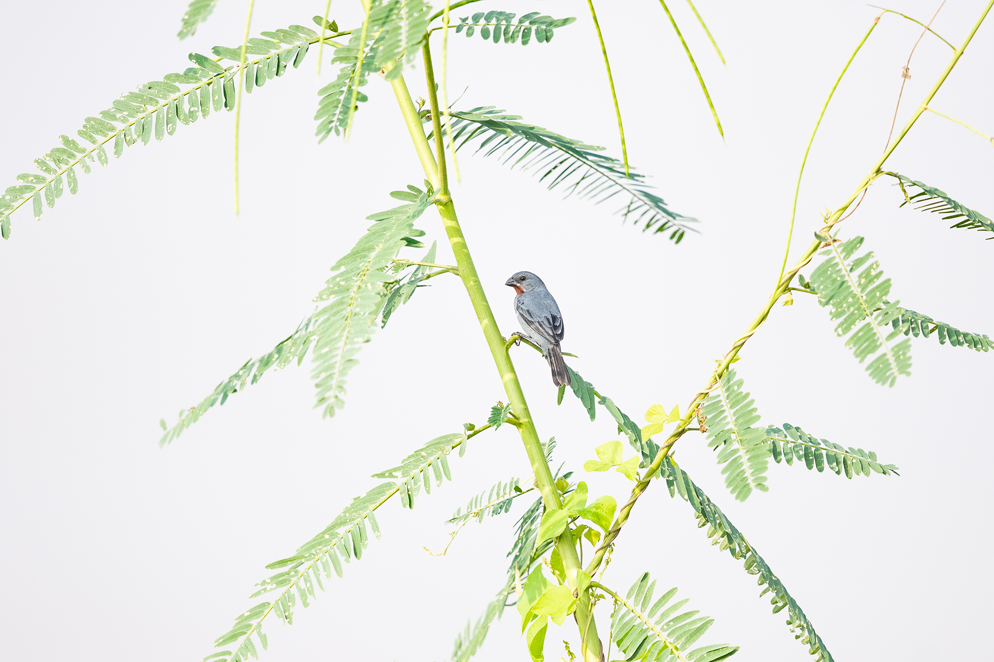 Rudy-throated Seedeater JPEG_web_redigerad_1.jpg