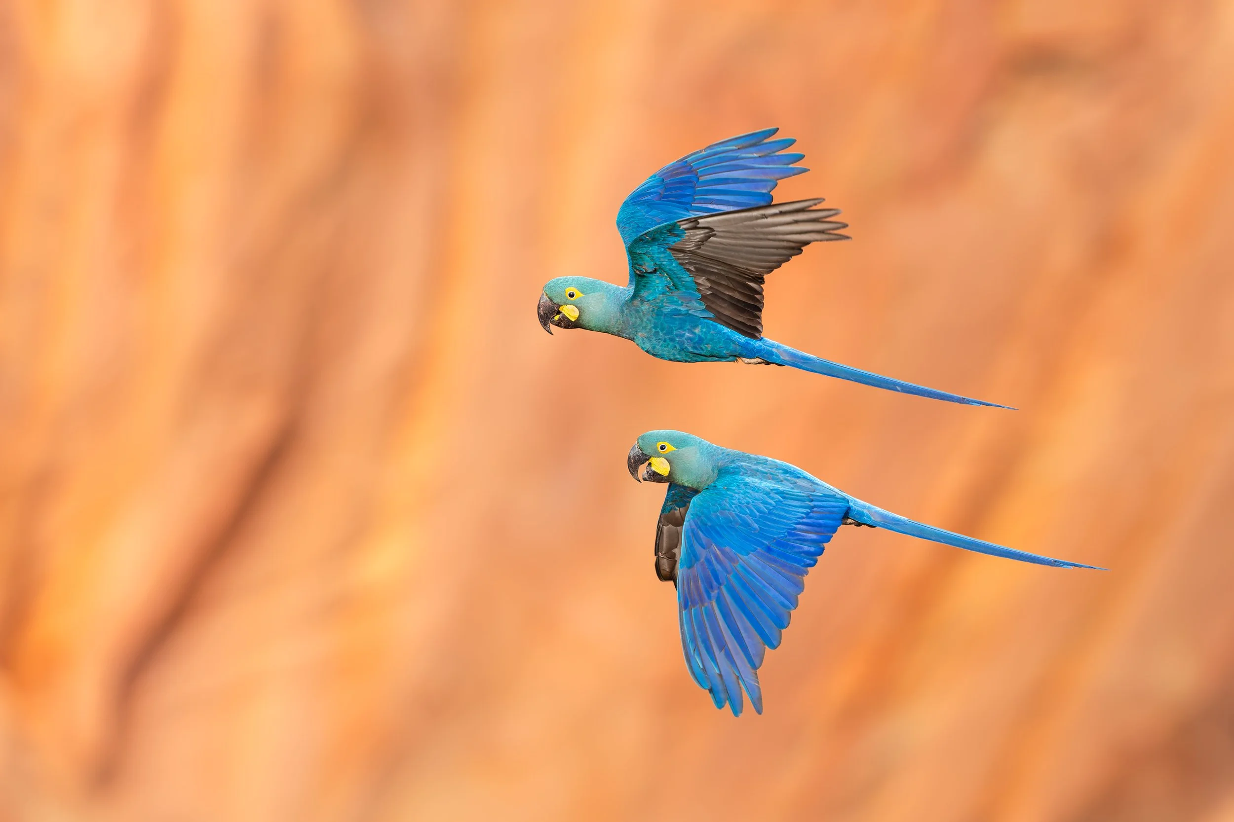 Lear's-Macaw-JPEG_web-7.jpg