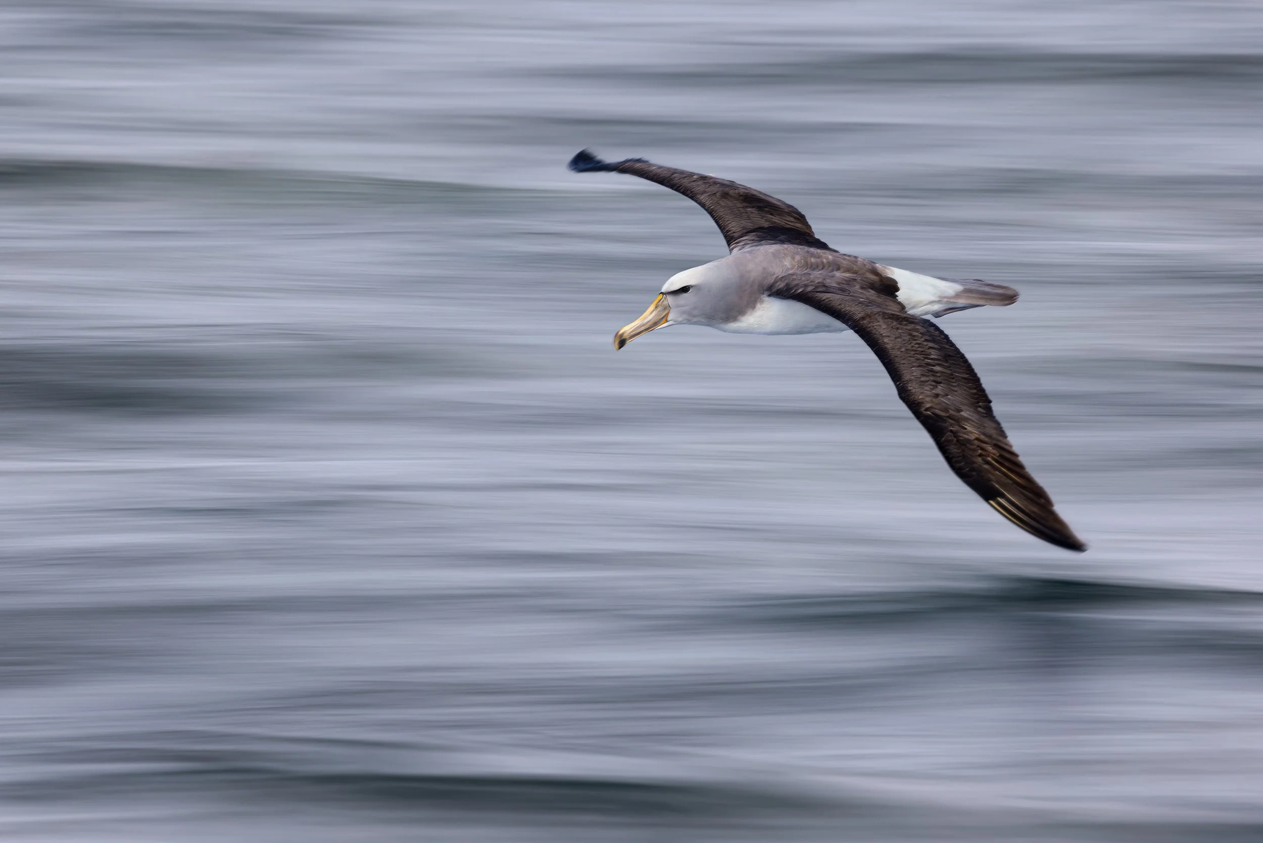 Salvin's-Albatross-JPEG_web_new.jpg