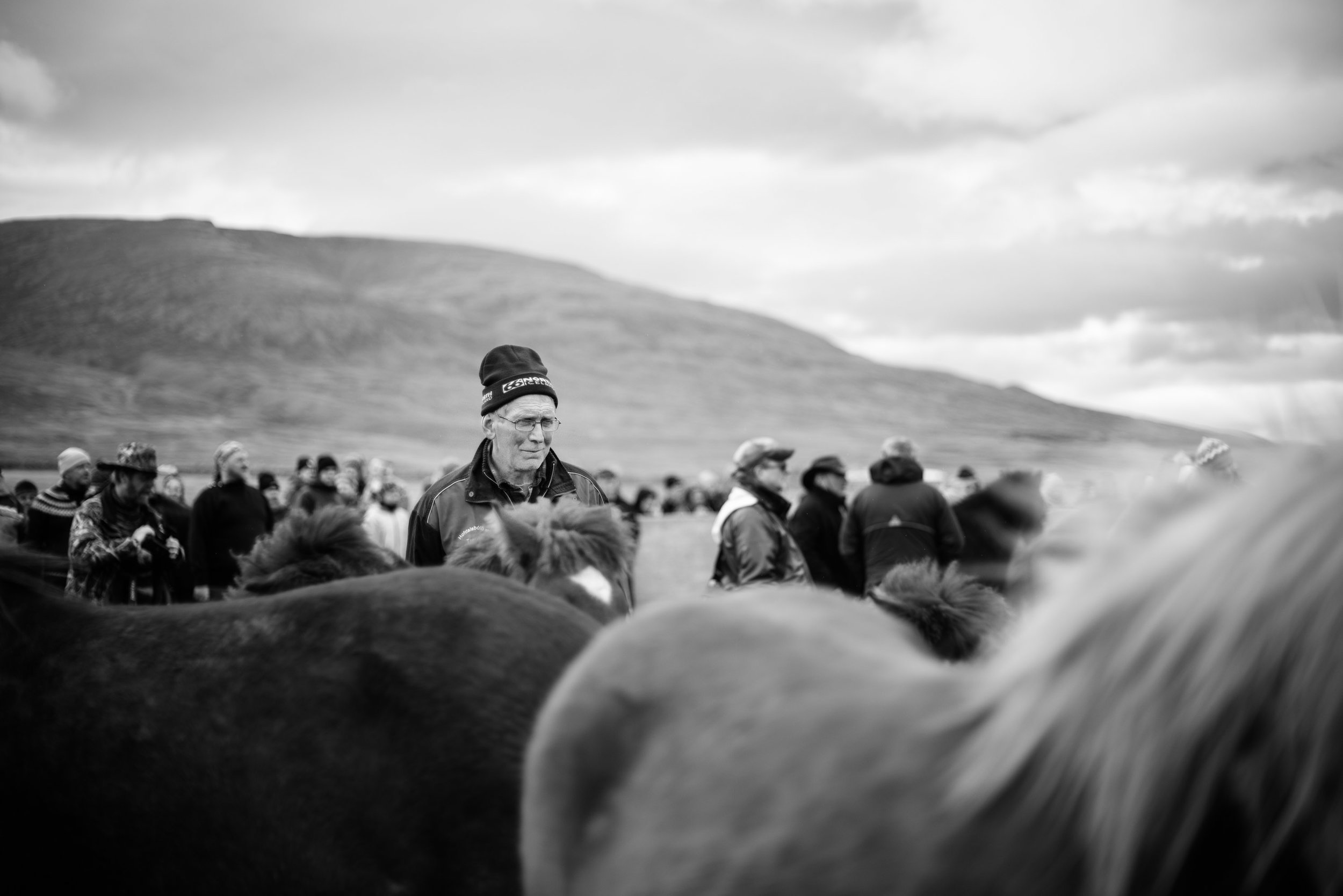  The yearly gathering of horses from the mountains in Hjaltadalur, Iceland. 
