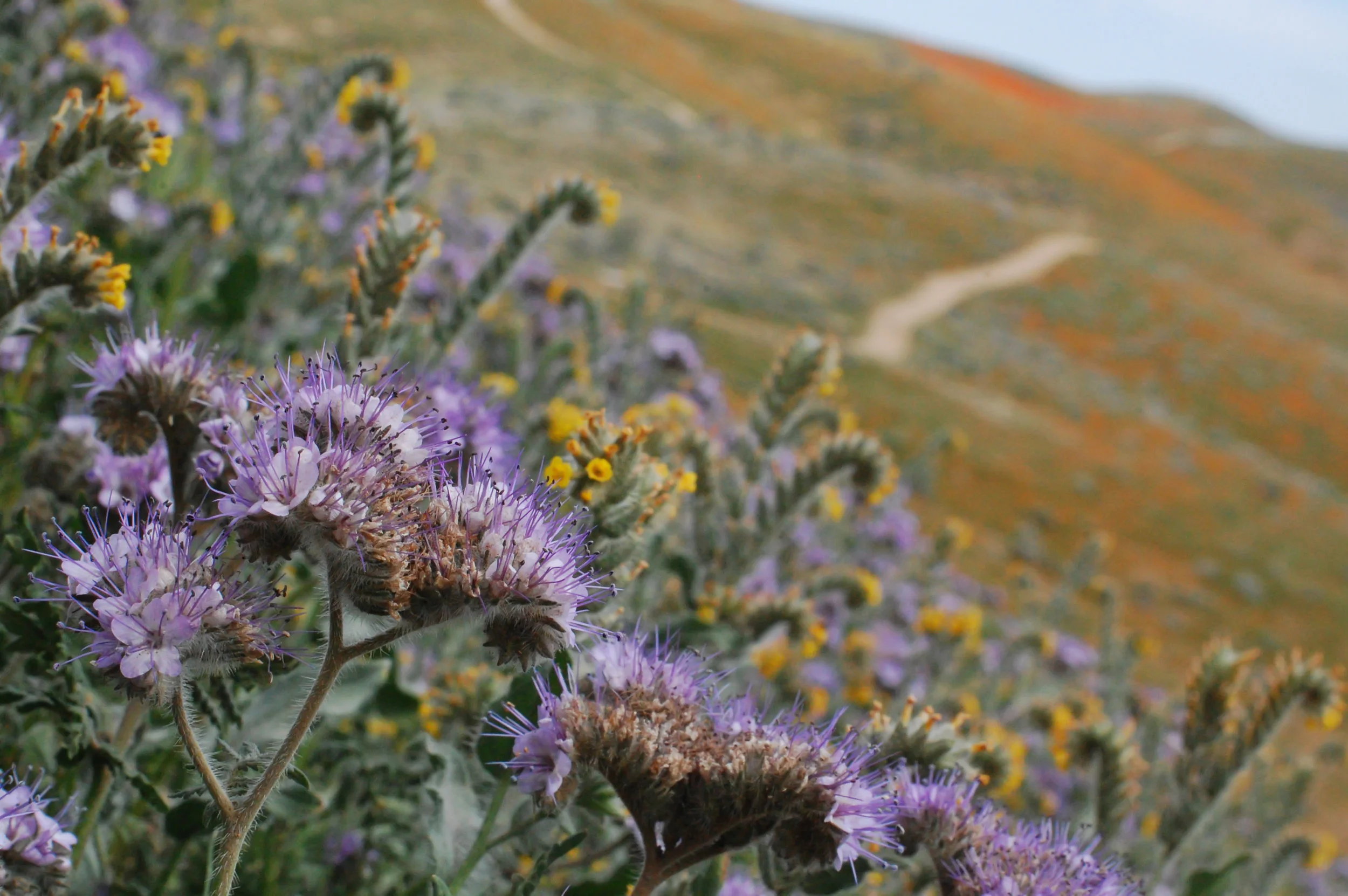 antelope valley