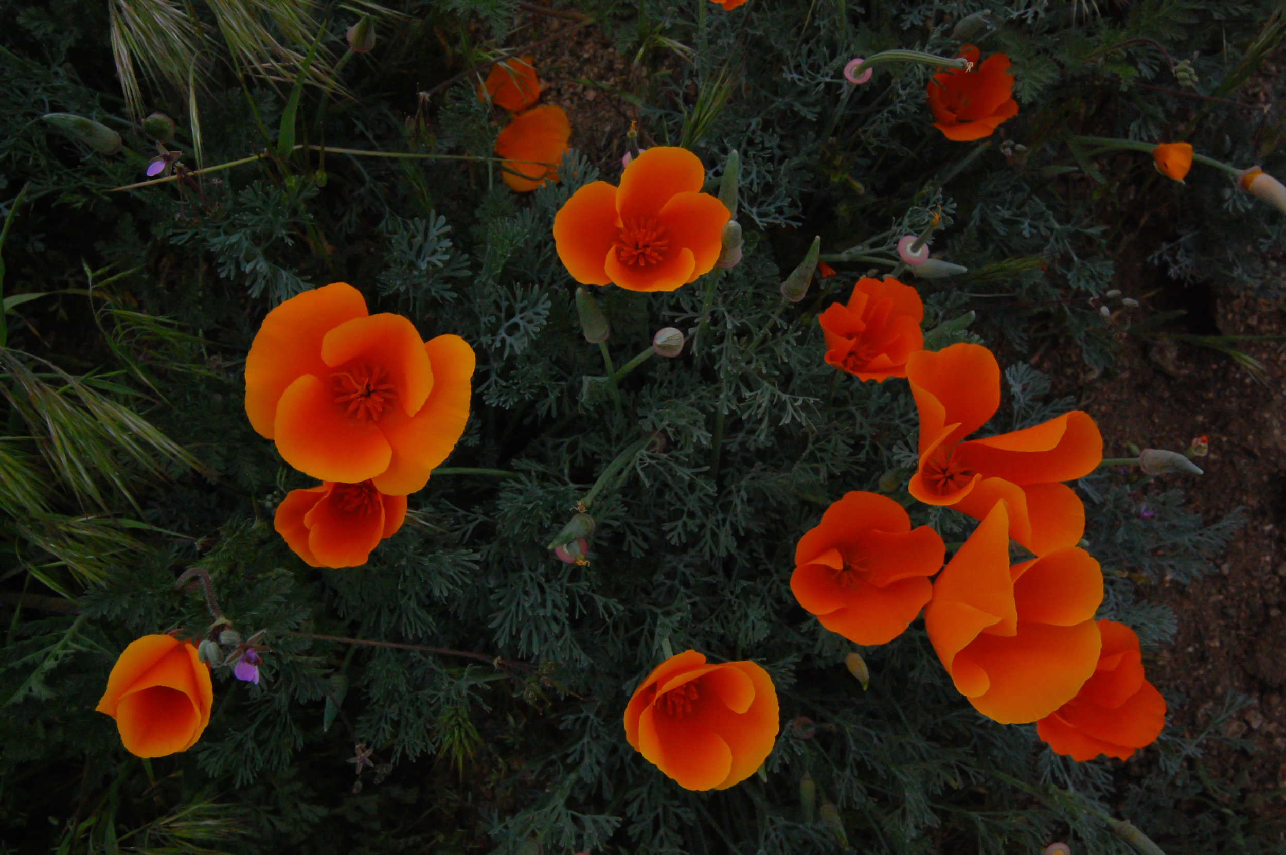 poppies