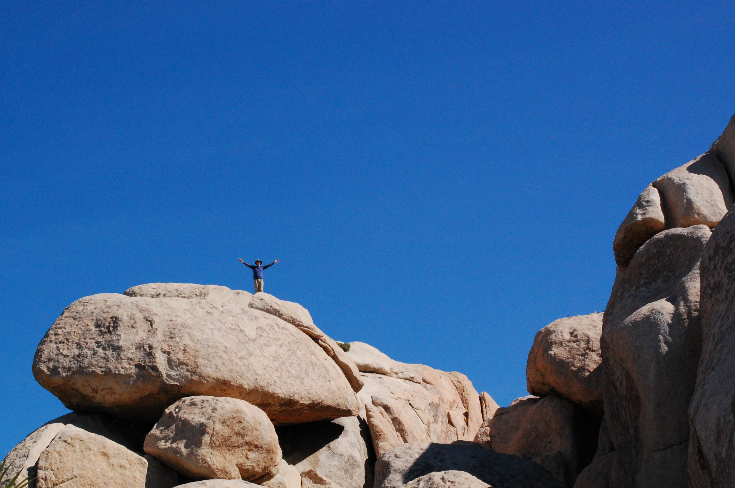 joshua tree
