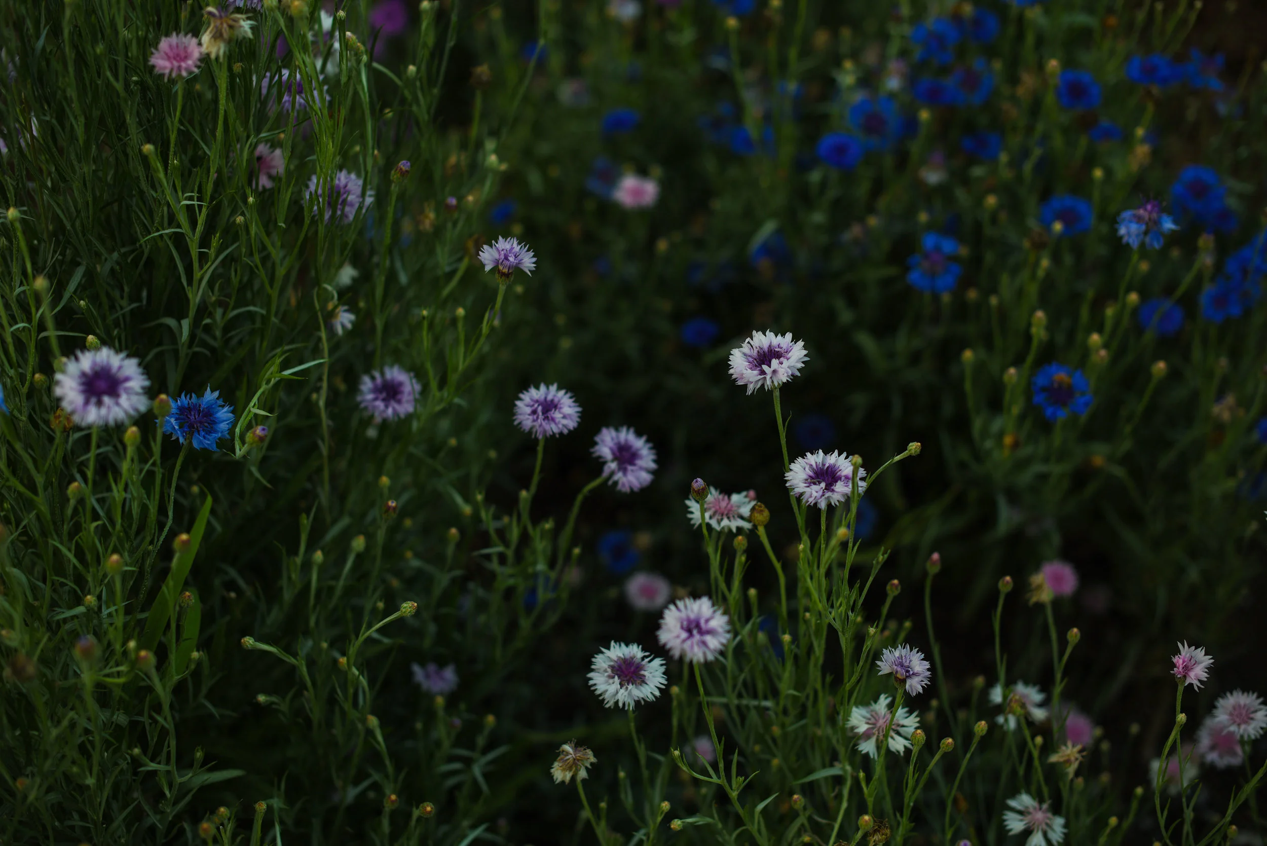 DSC_1067small.jpg