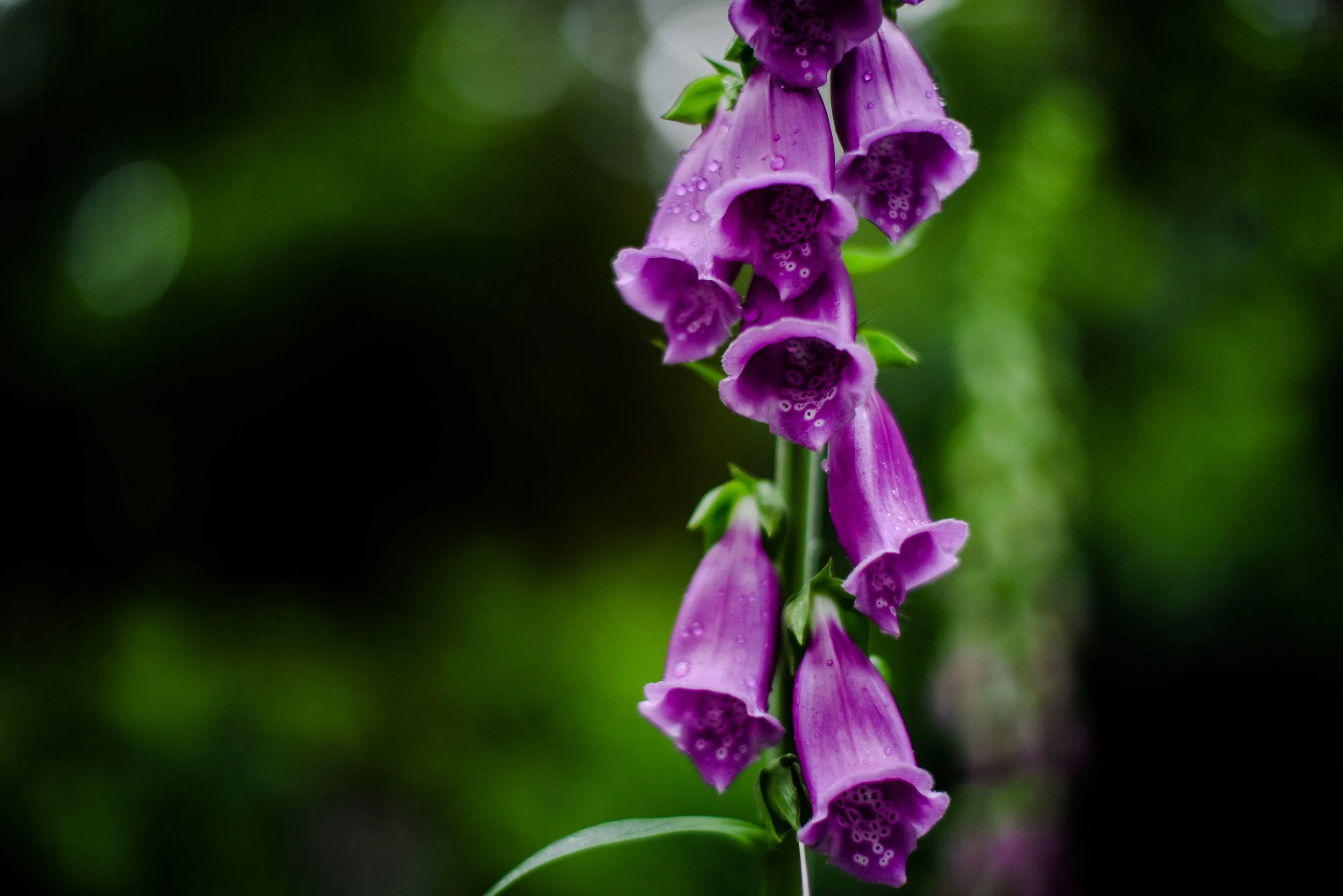 DSC_8542small.jpg