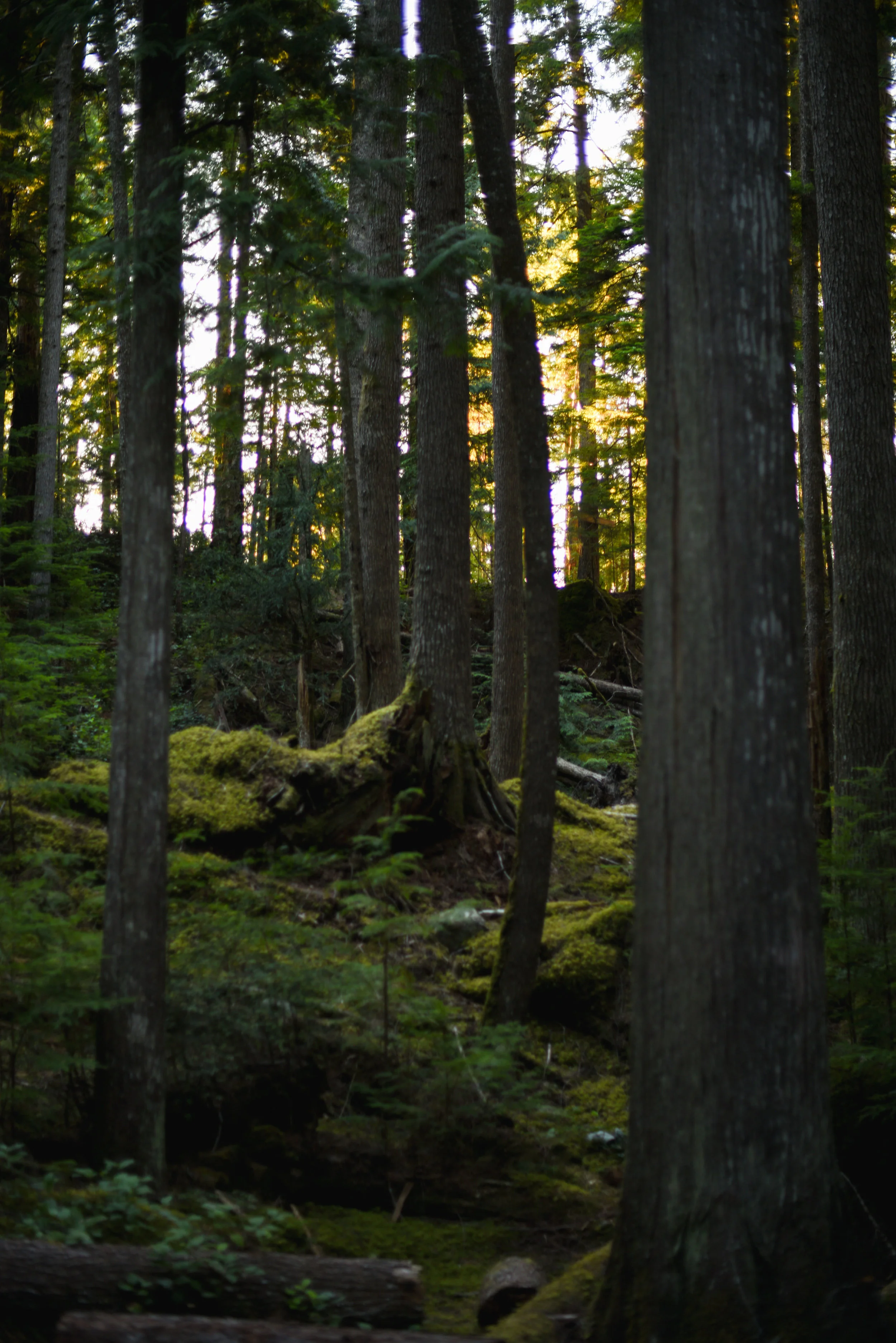 DSC_3636small.jpg
