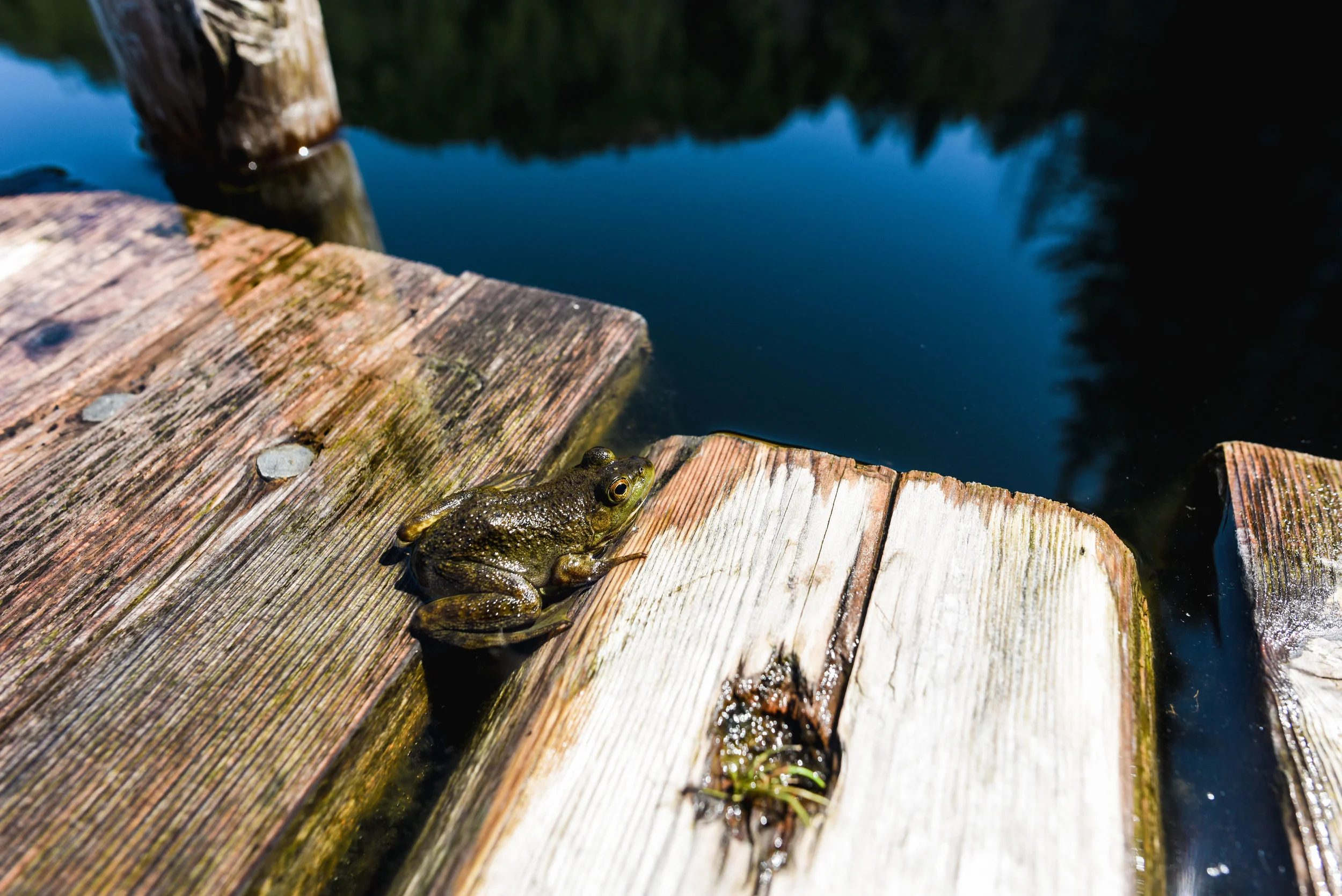 DSC_3701small.jpg