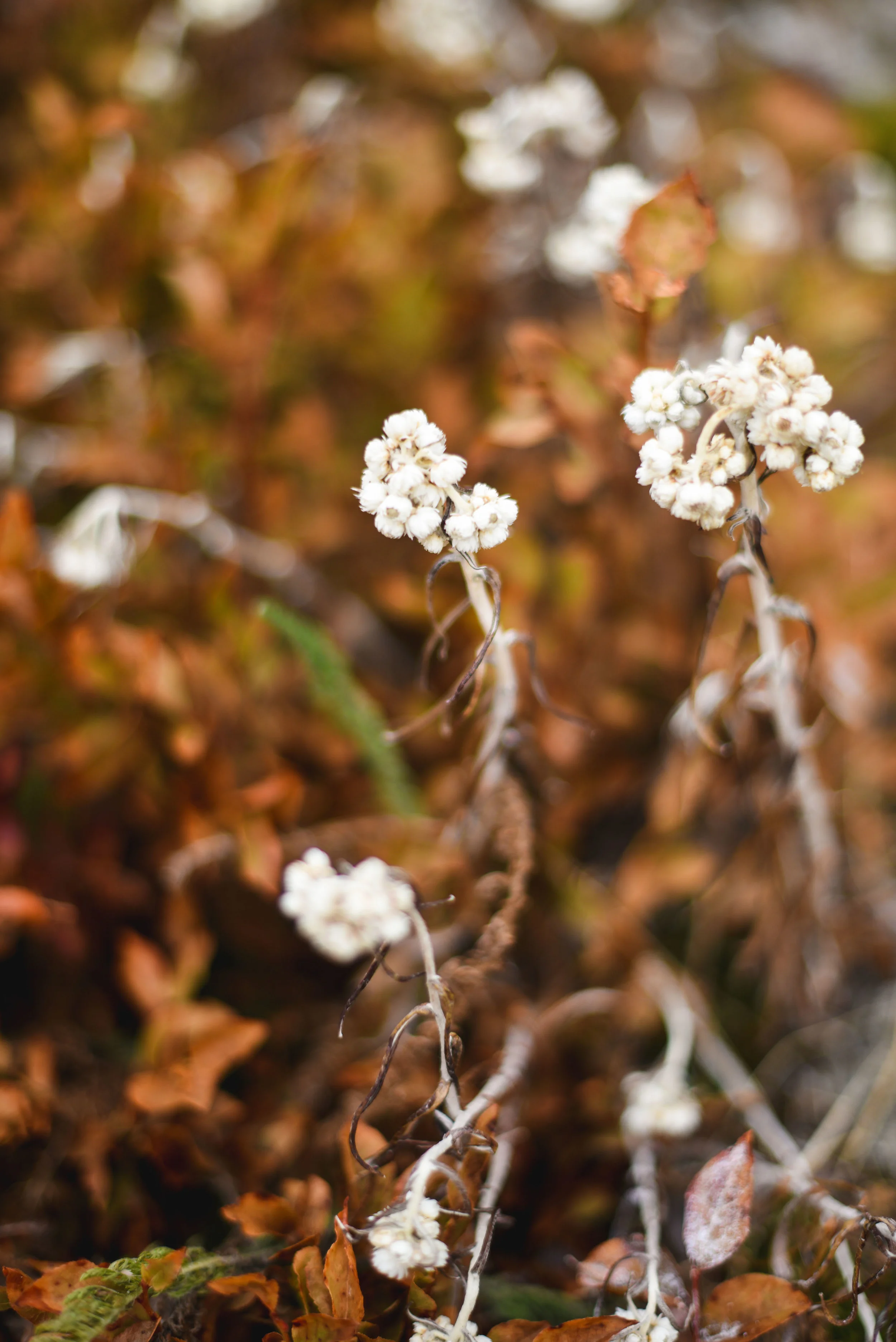 DSC_3882small.jpg