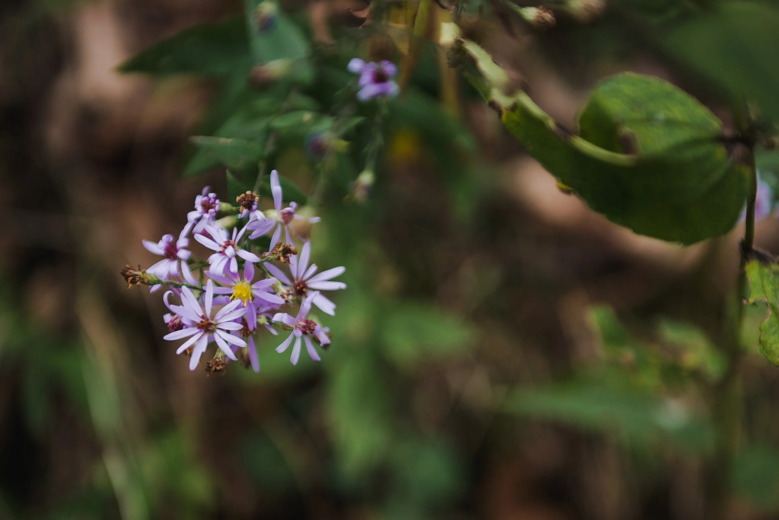 DSC_9580.jpg