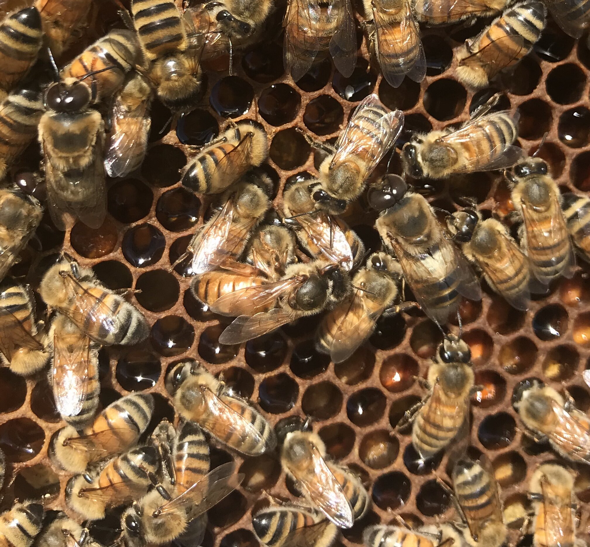 50 Beekeepers Beekeeping Royal Queen Bee Raise Rearing Cell Cup Apiculture TRSZ8 